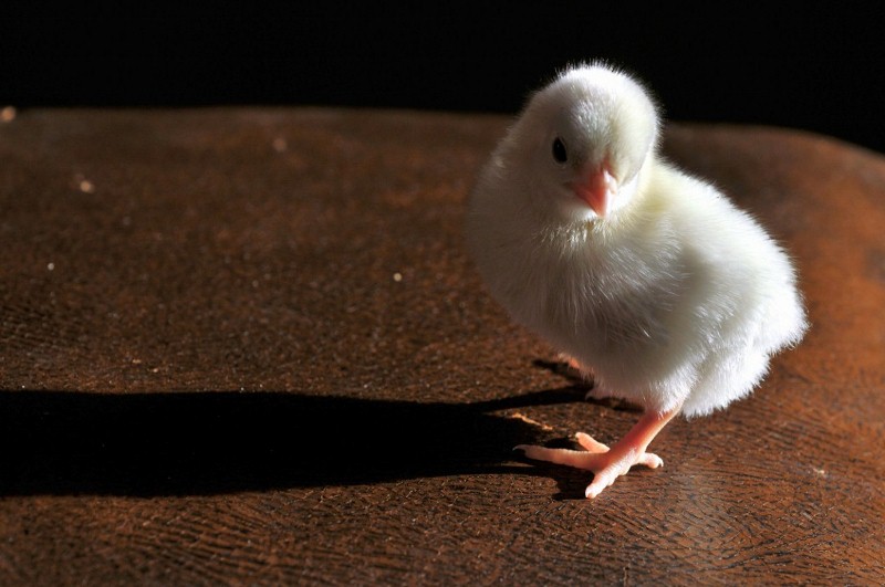White Japanese bantam