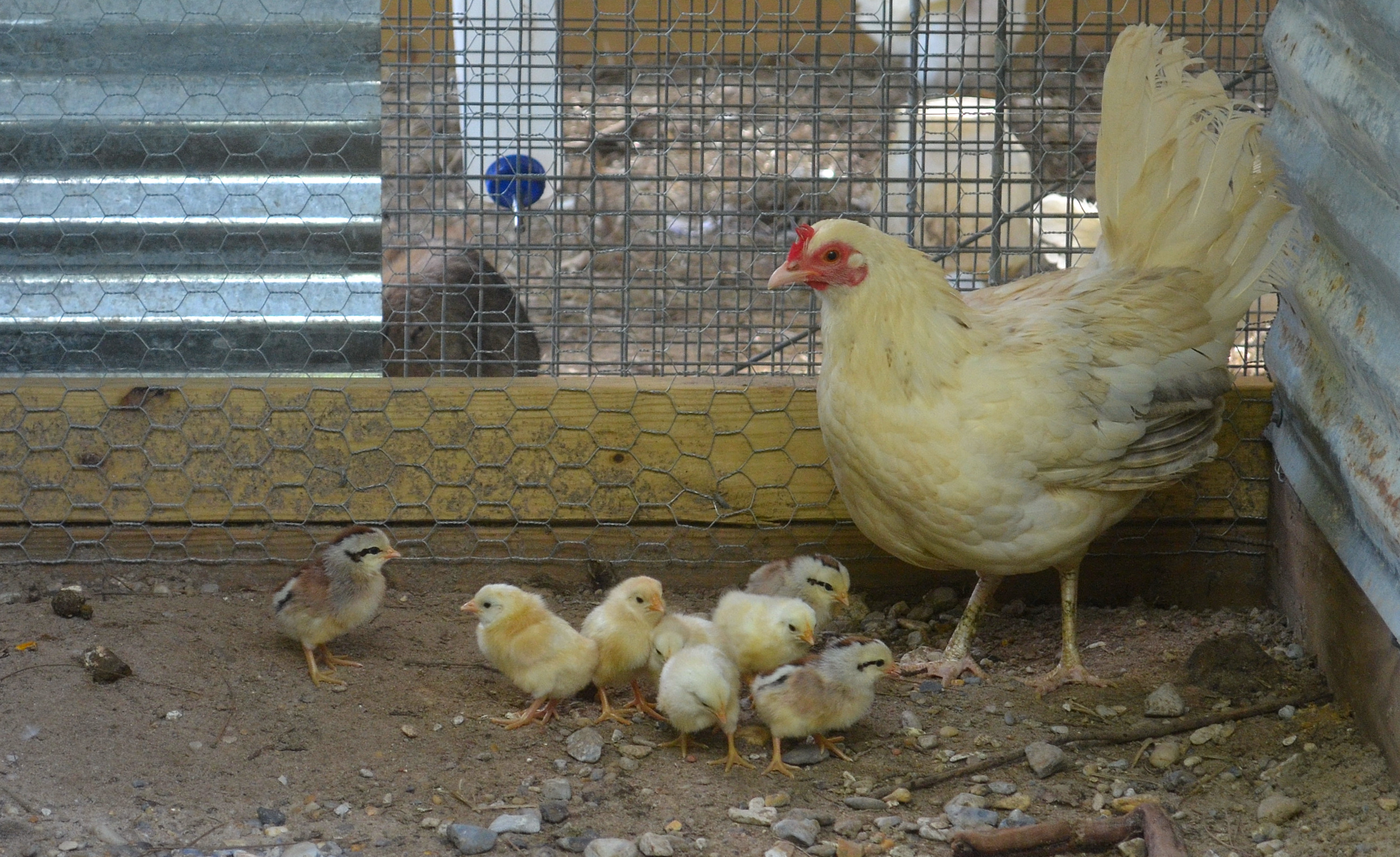 White Kelso Hen with chicks