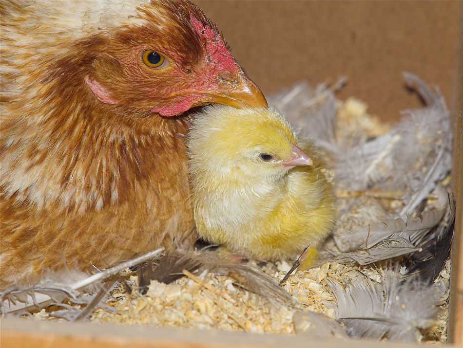 White-laced red cornish hen with cornish/brahma cross shick