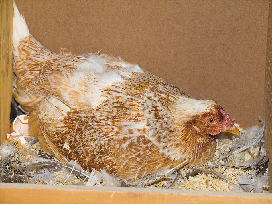 White-laced red cornish hen with empty egg shell