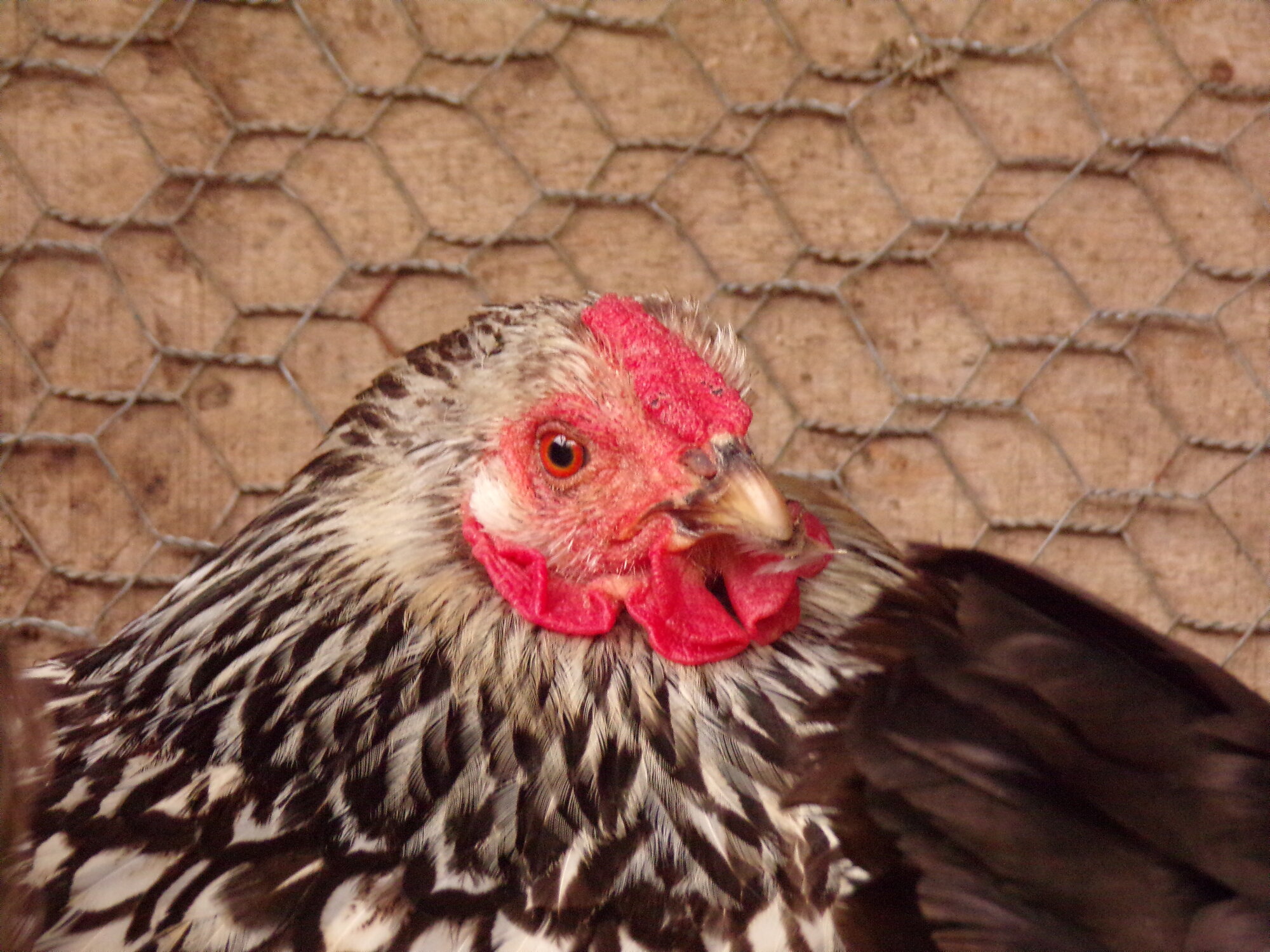 White laced wyandotte, neighbors hen, Maxine