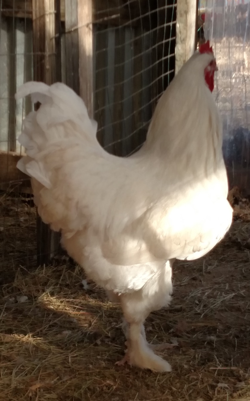 White Langshan  ( ? )