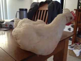 White legbar rooster