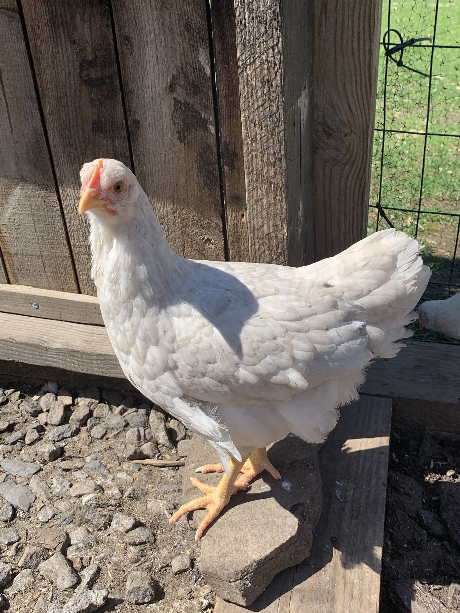 White leghorn/Barred Rock chick