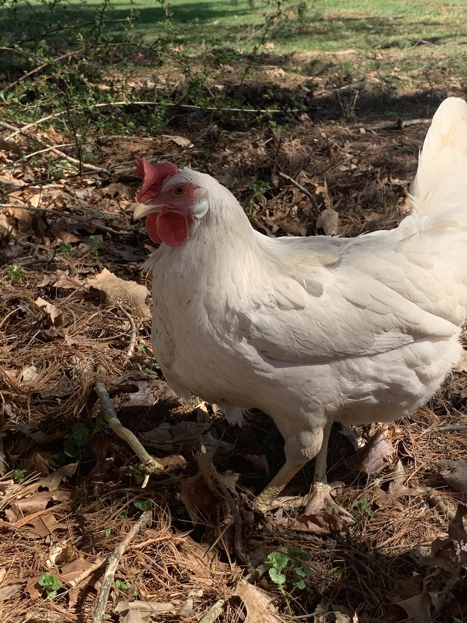 White Leghorn hen