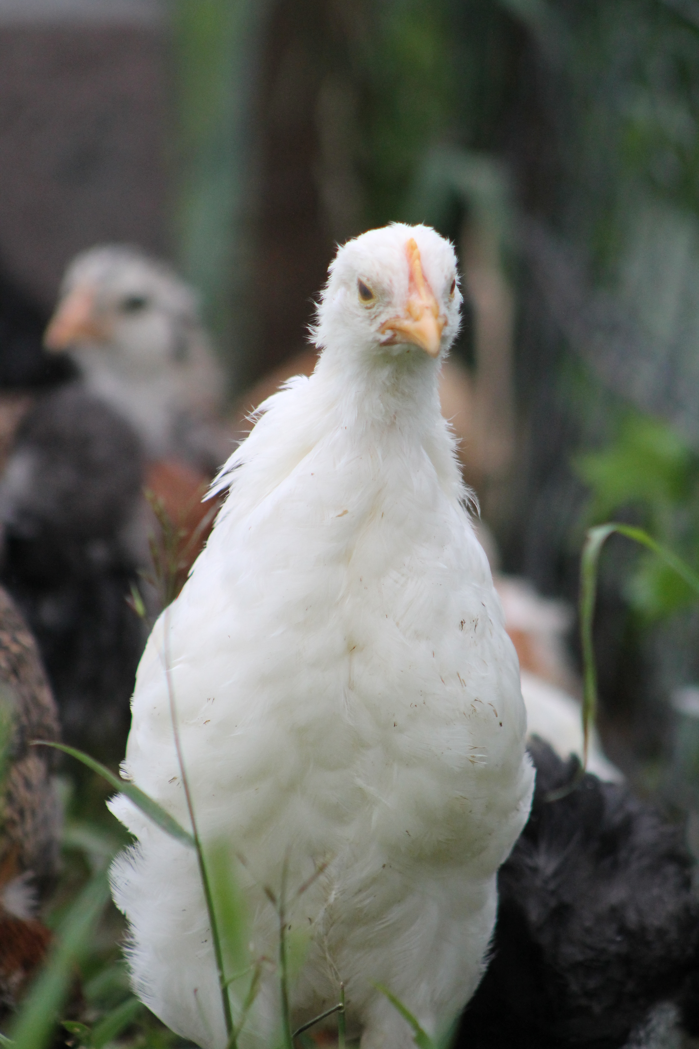 White leghorn pullet