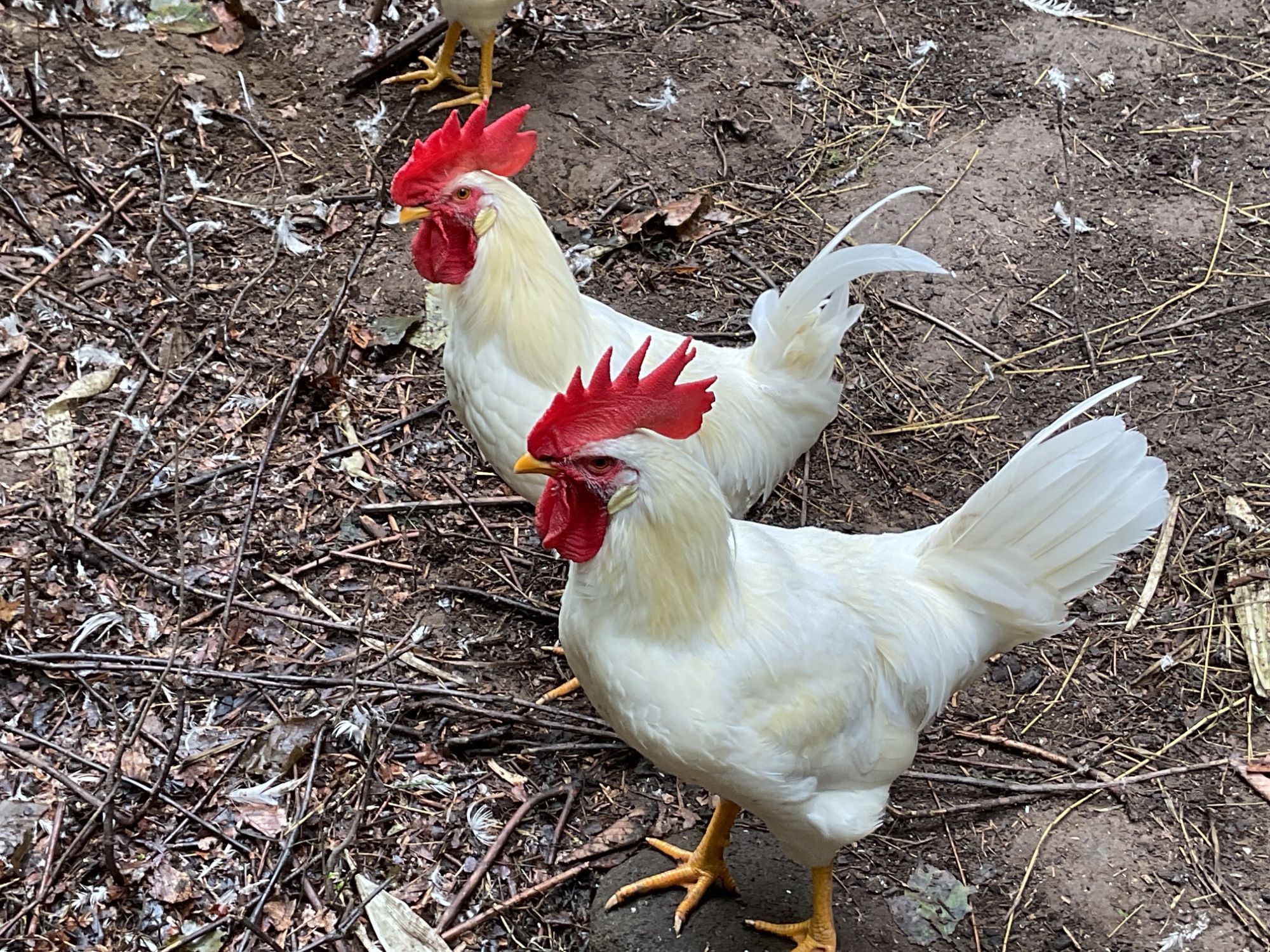 White leghorn roosters