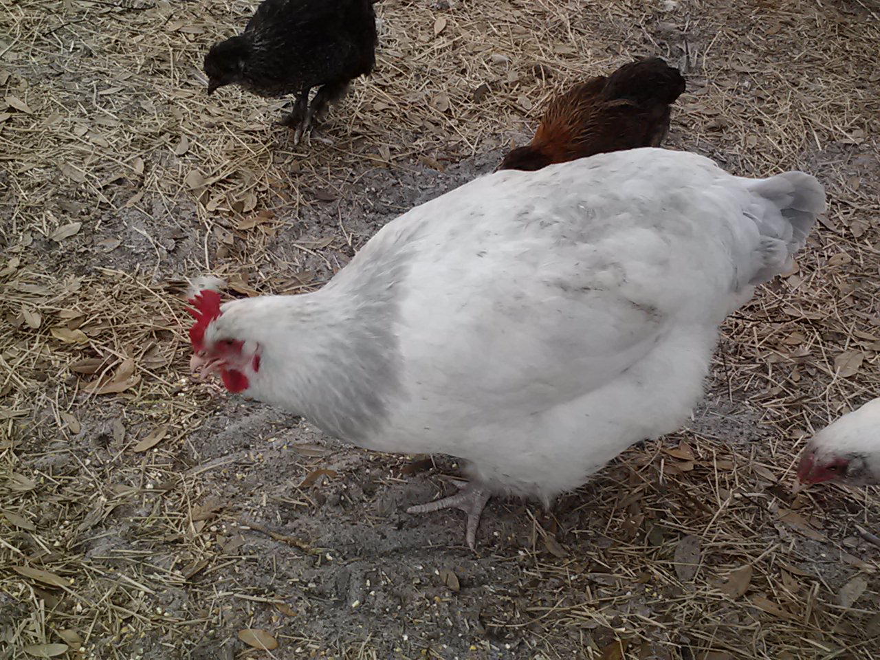 White Leghorn