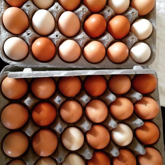White/lighter eggs are from the Lacy Roundhead/Chappell Doms & JBL Dom/Mel Simms