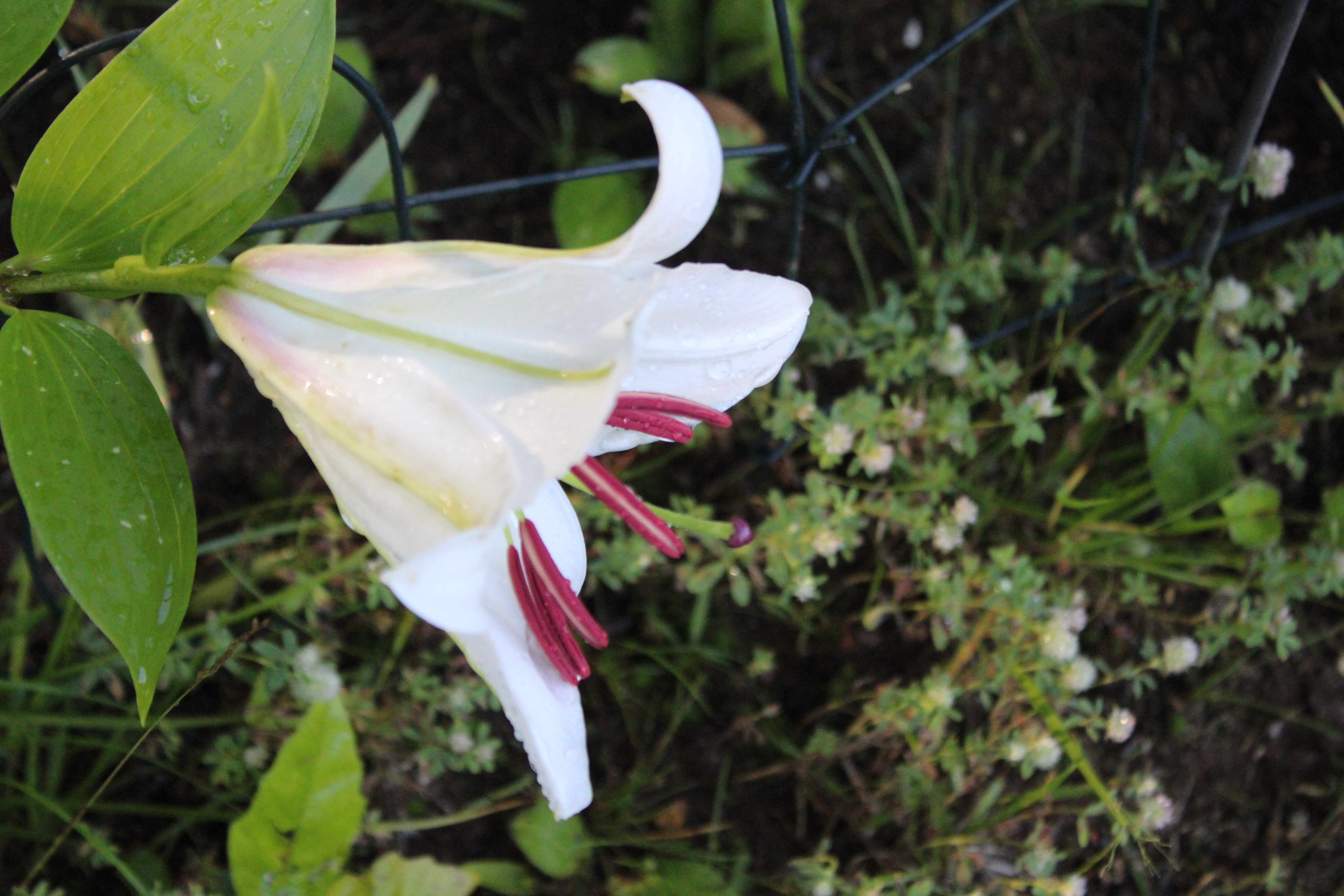 White Lily 7/30/21