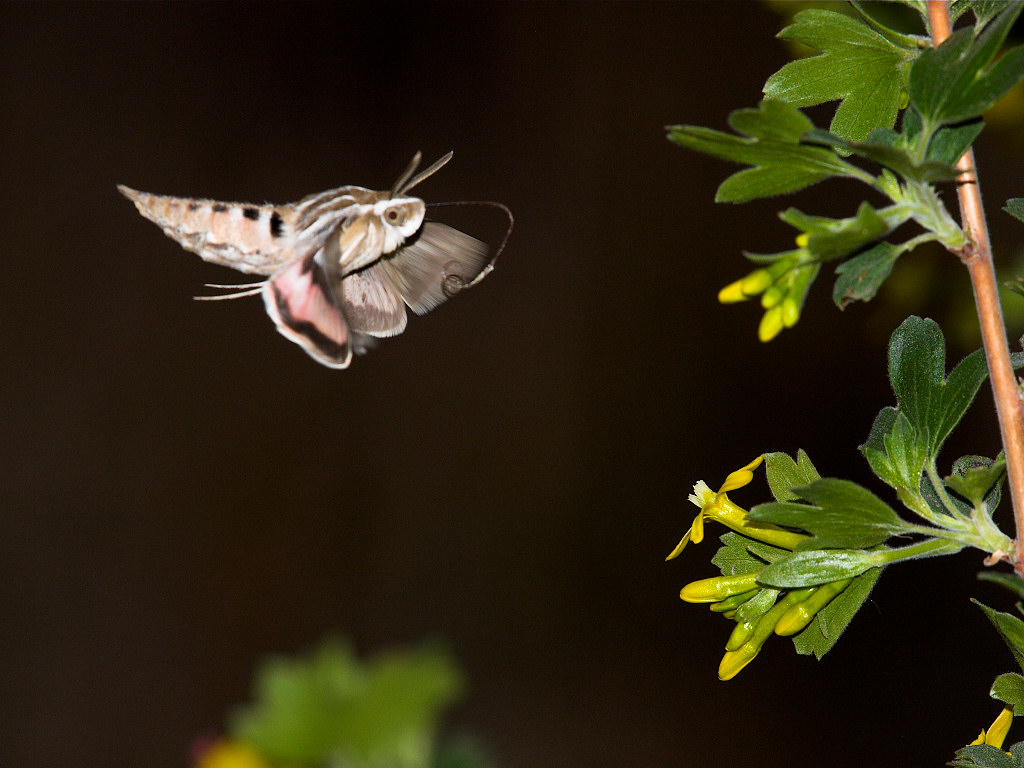 White-lined_sphinx_moth_X5168273_05-16-2019-001