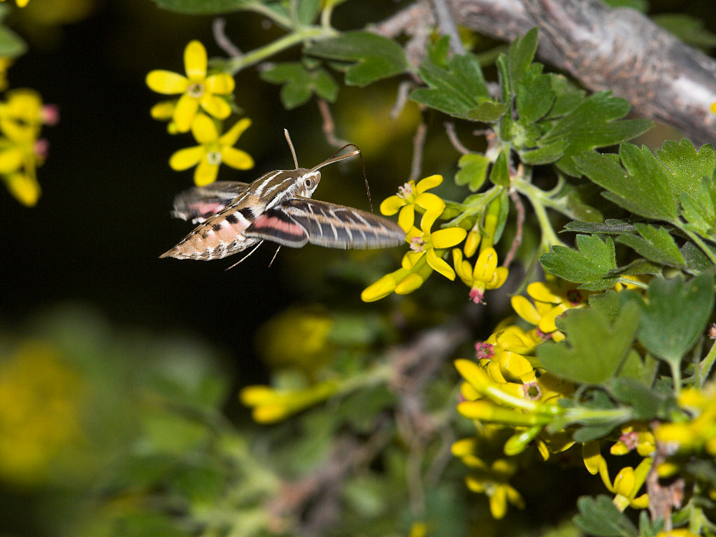 White-lined_sphinx_moth_X5168295_05-16-2019-001