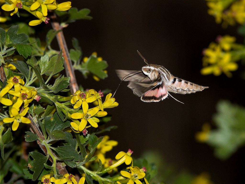 White-lined_sphinx_moth_X5168297_05-16-2019-001