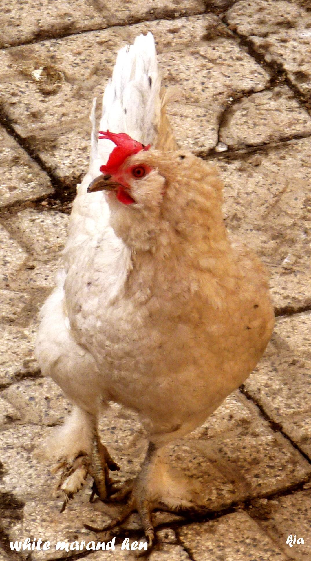 white marand hen