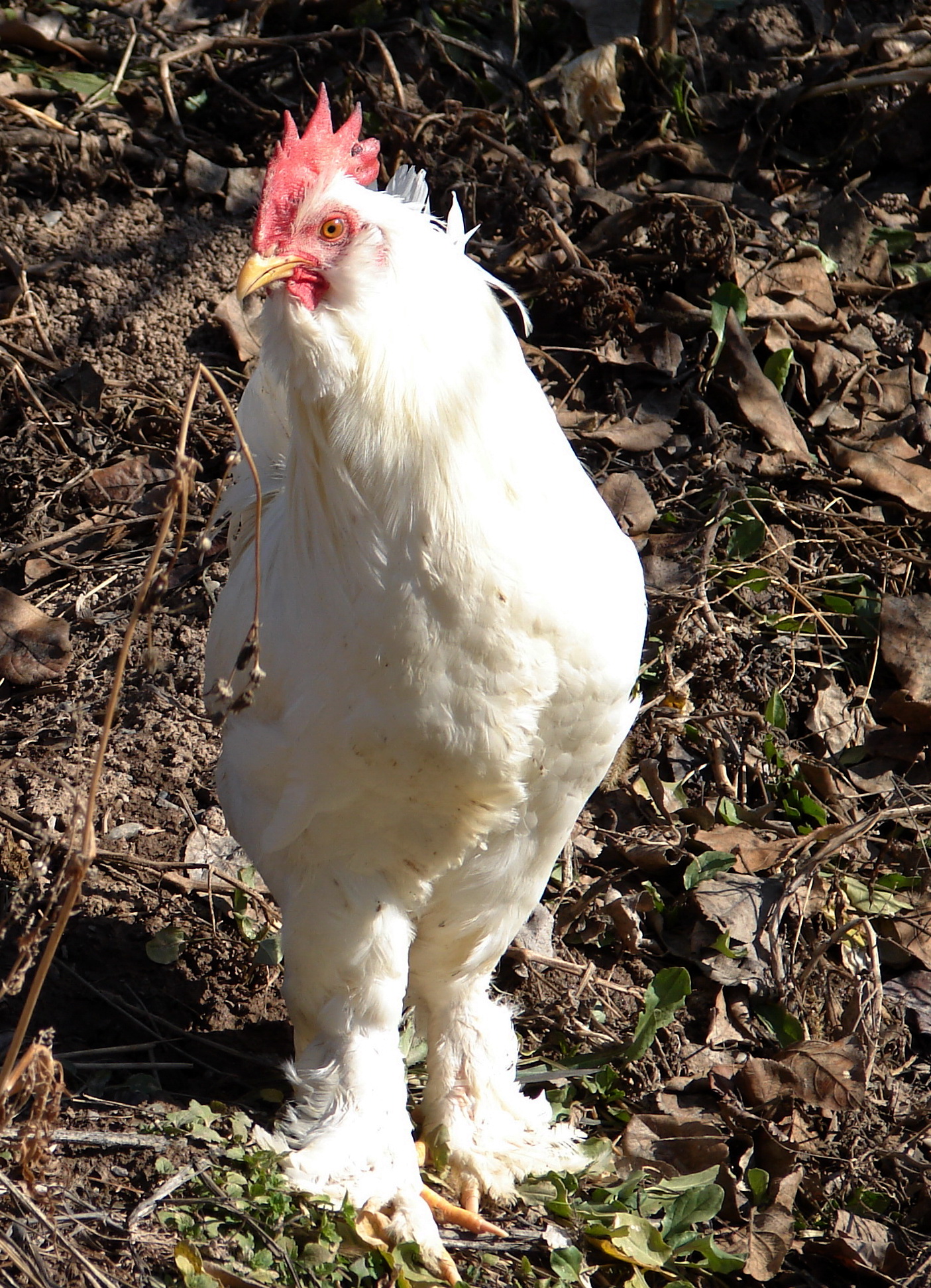 white marandi roosters