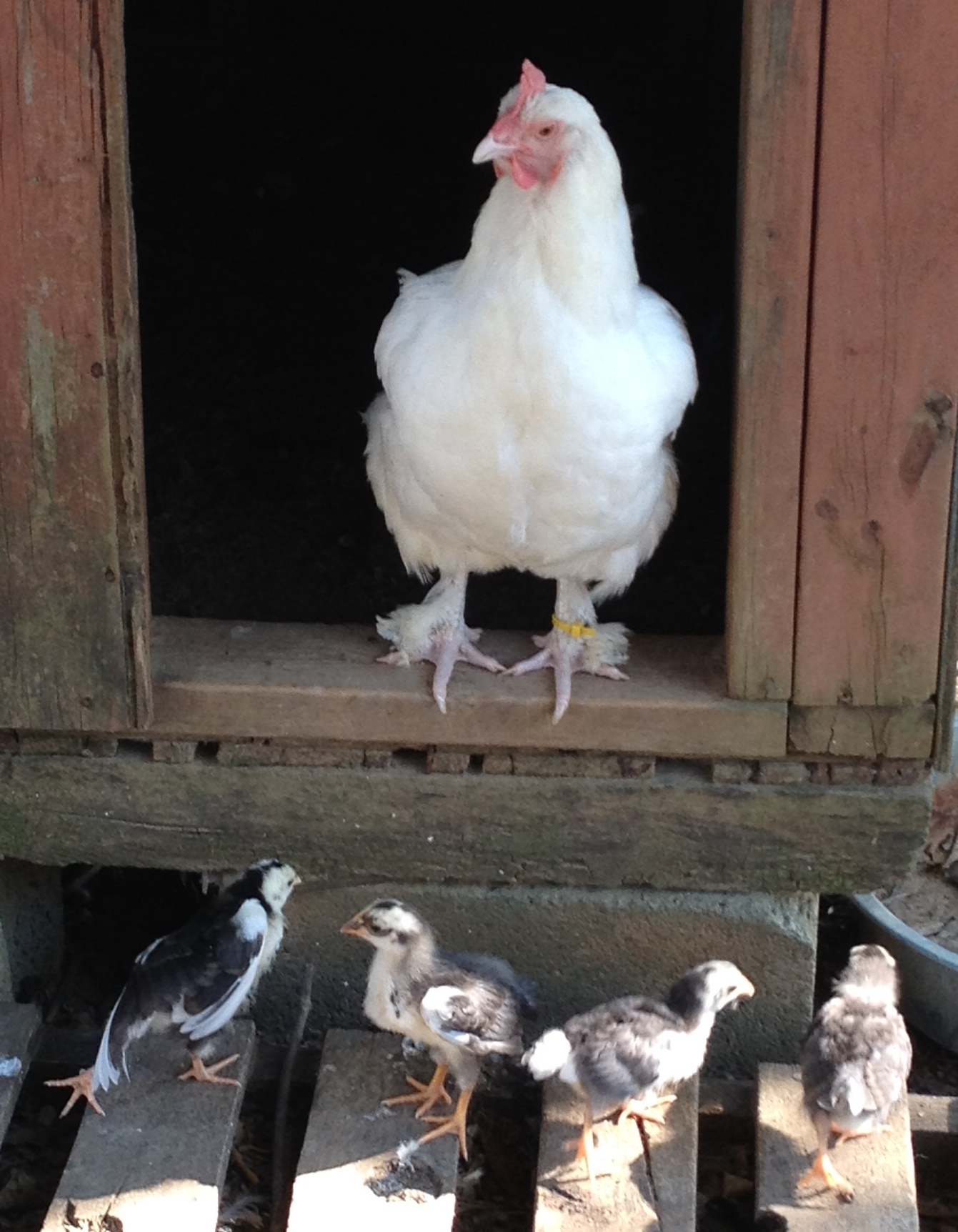 White marans broody with SFH chicks