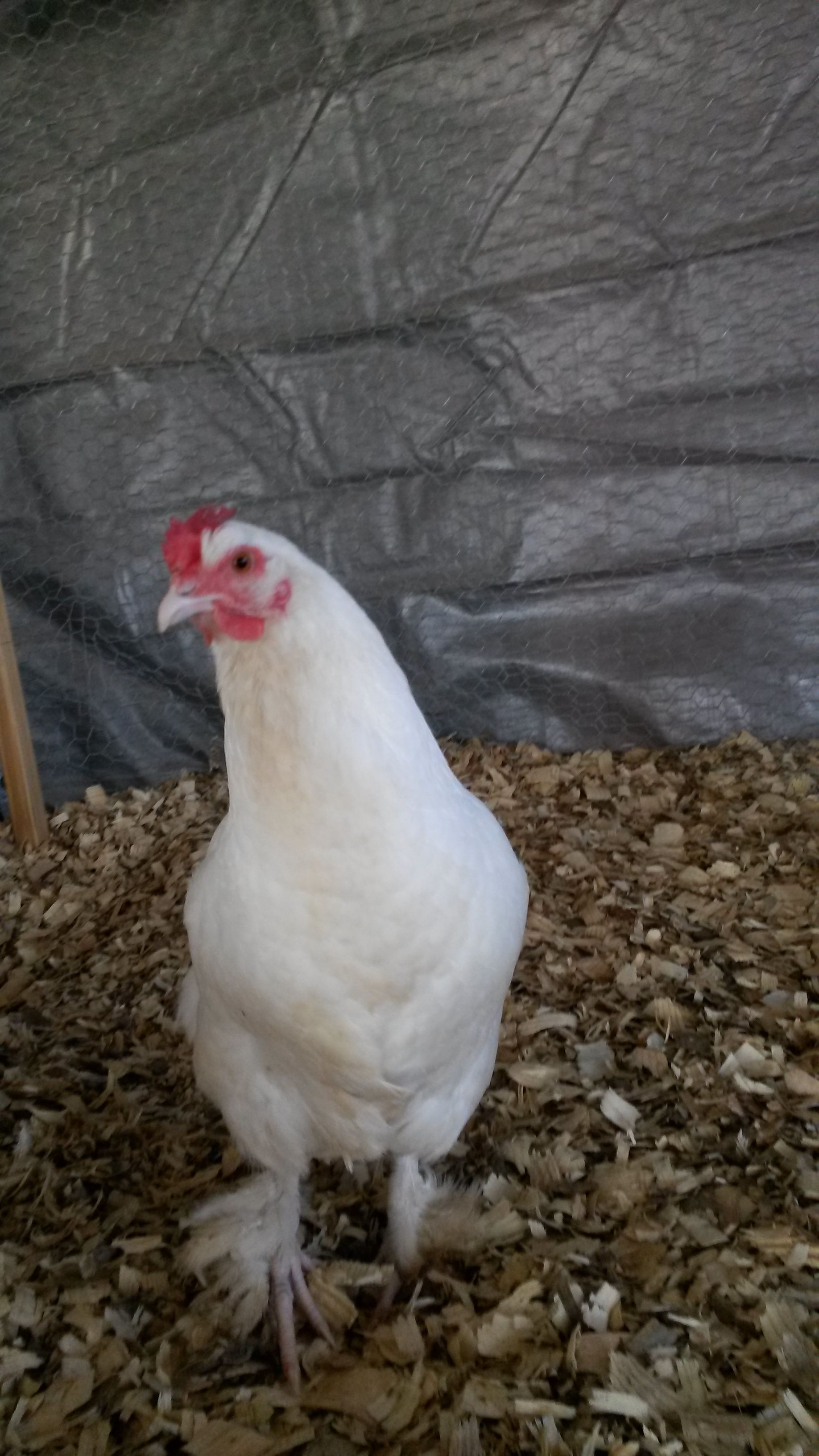 White Marans hen