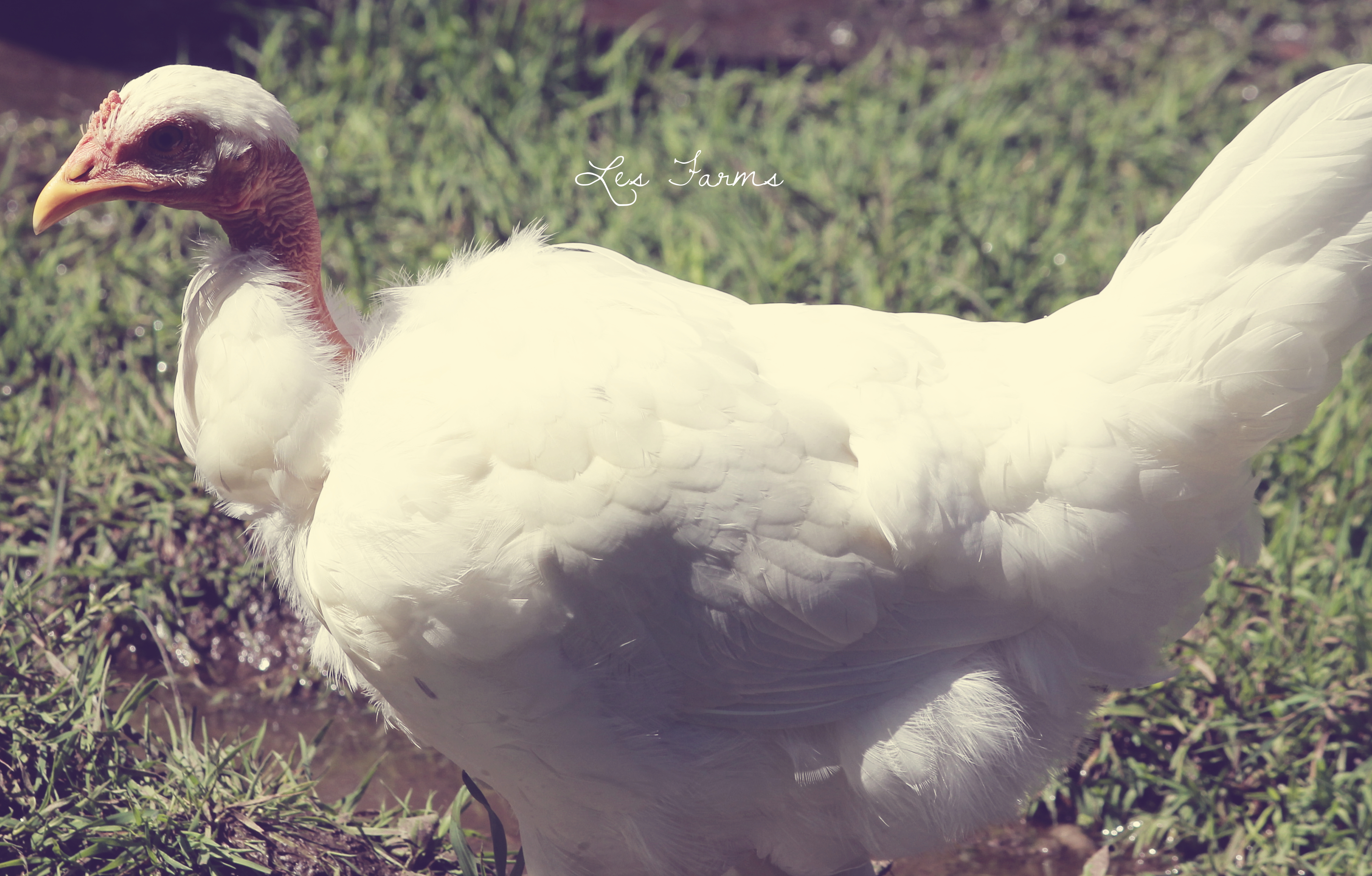 White Naked Neck - 12 Weeks