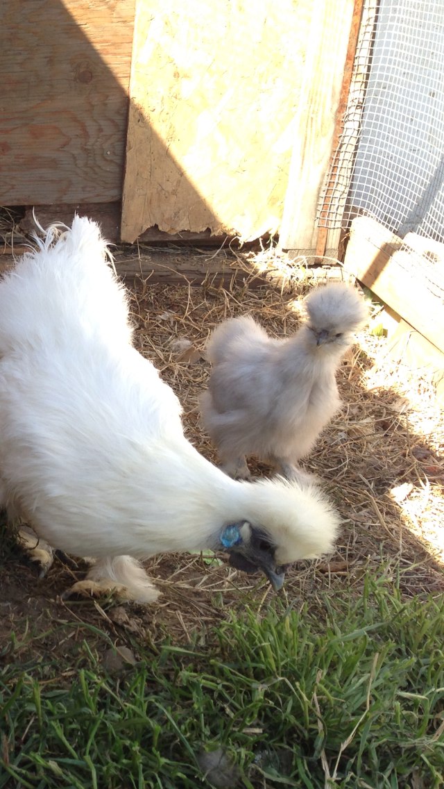 White non-bearded Silkie Mama  almost a yr old and 3mo old splash bearded silkie