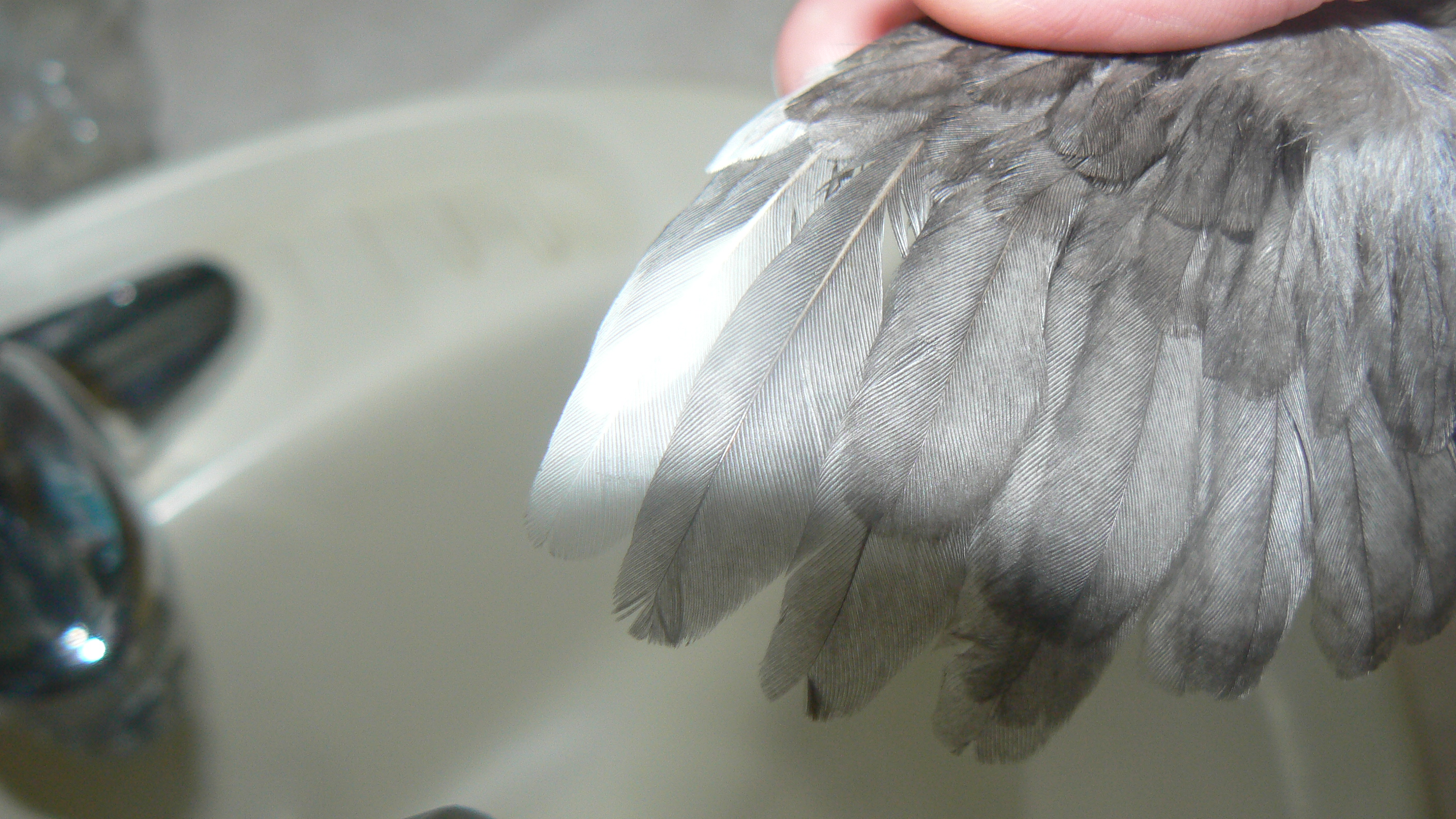 white on first 2 wing feathers