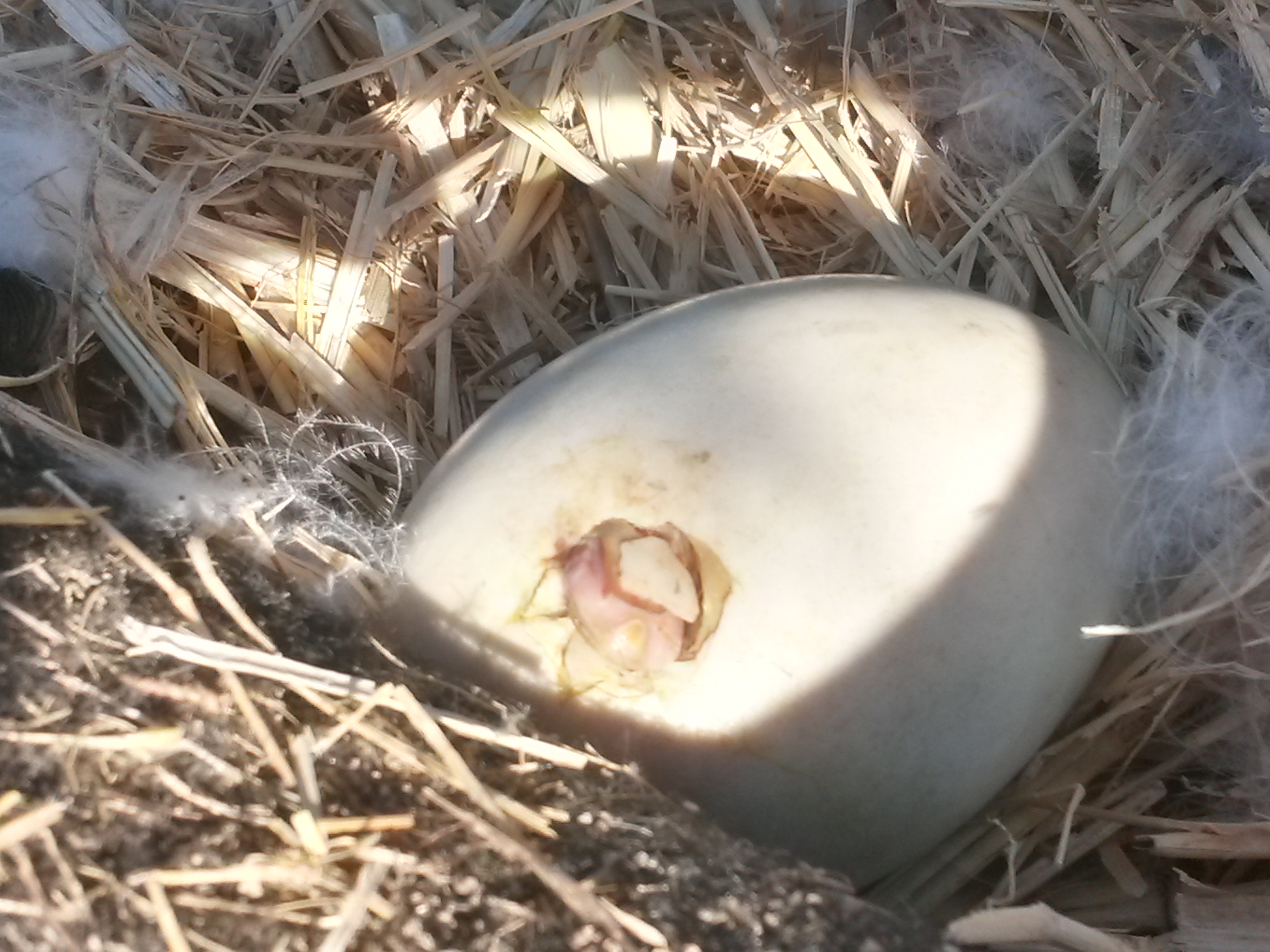 white pekin / blue swiss haching duckling.