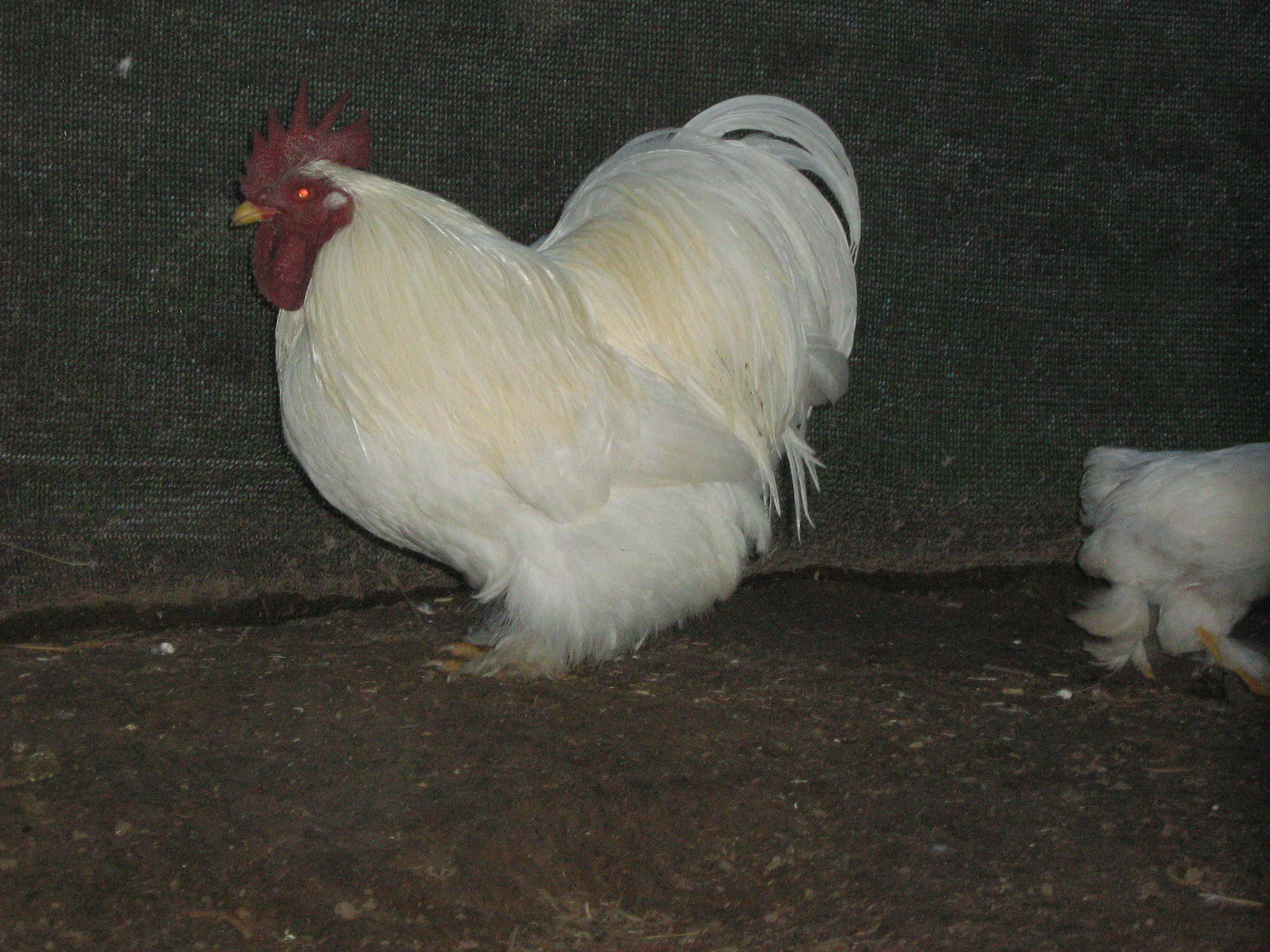 White Pekin