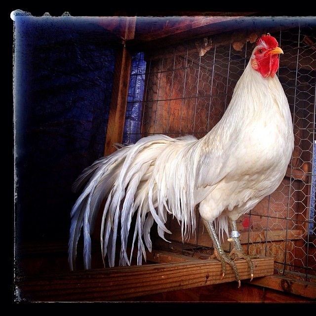 White Phoenix (Not Silver)