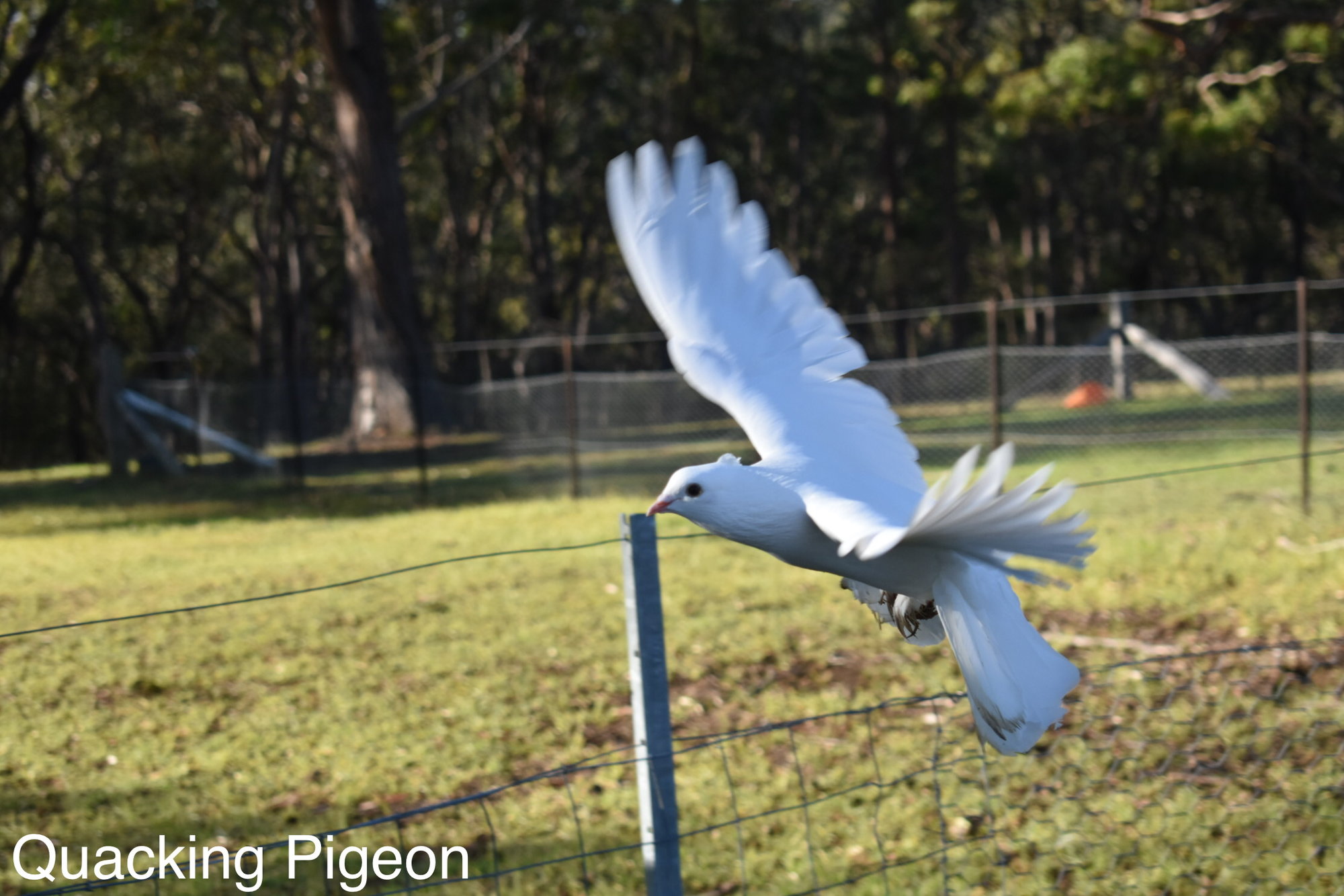White Pigeon in flight