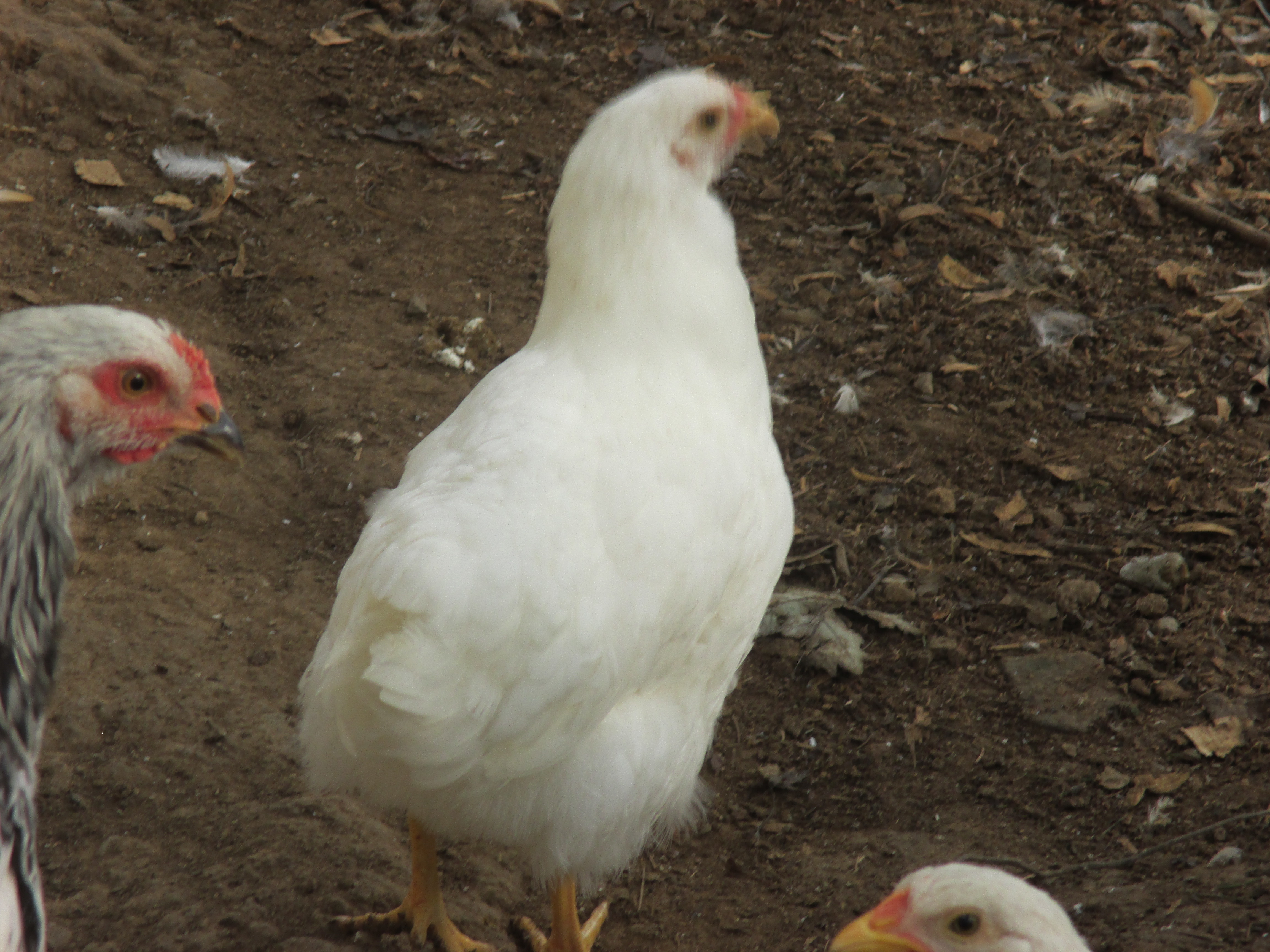 White Plymouth Rock again