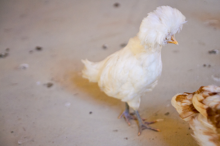 white polish 2 - 6 weeks