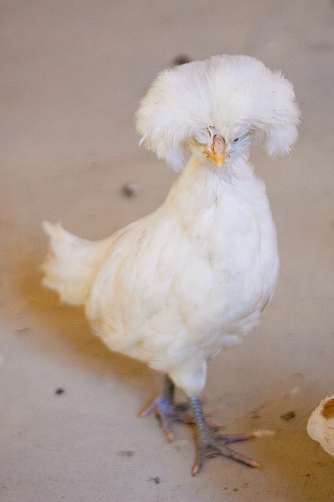 white polish 2 - 6 weeks