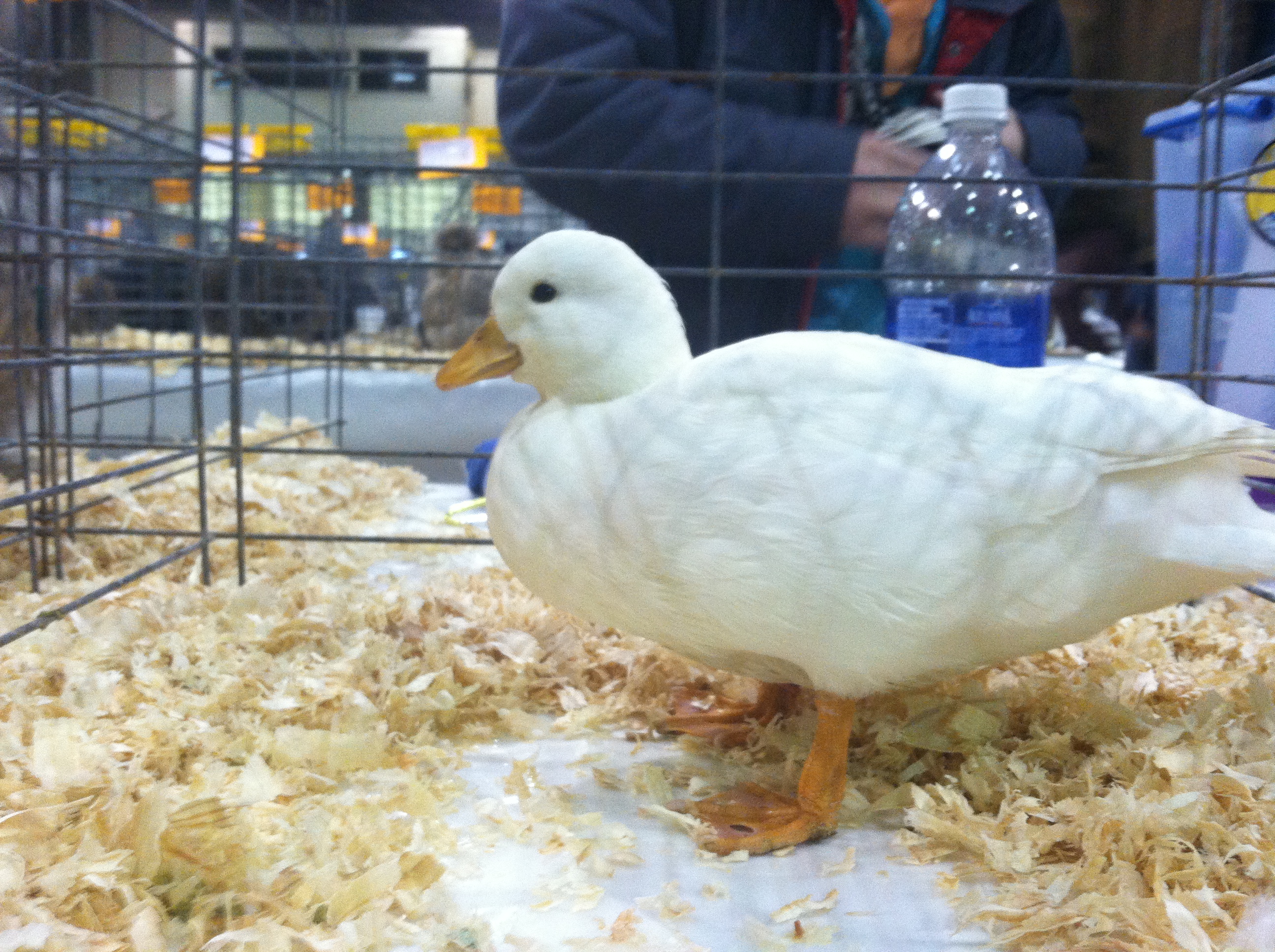 White pullet at show