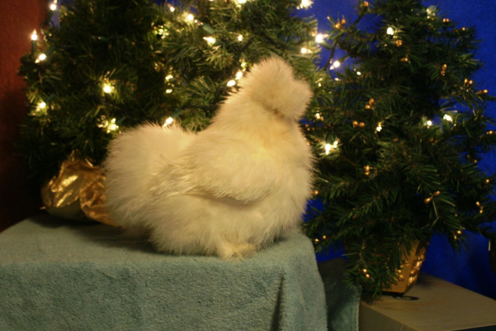 white pullet