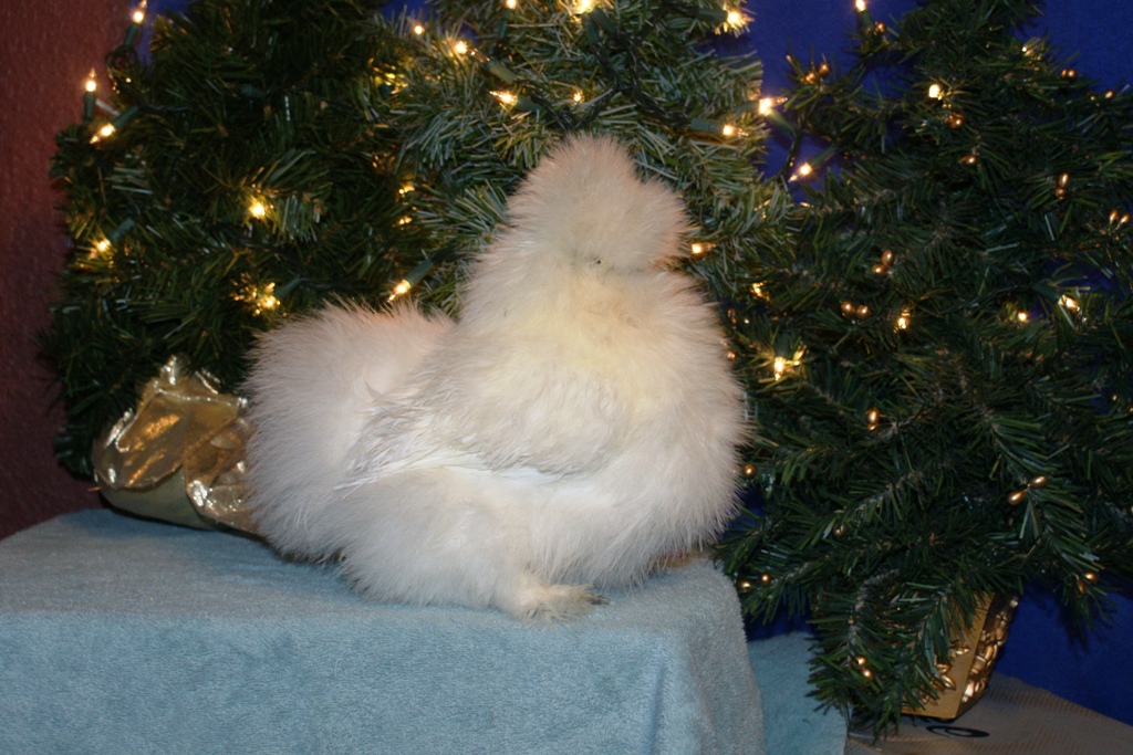 white pullet