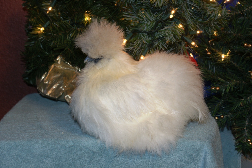 white pullet
