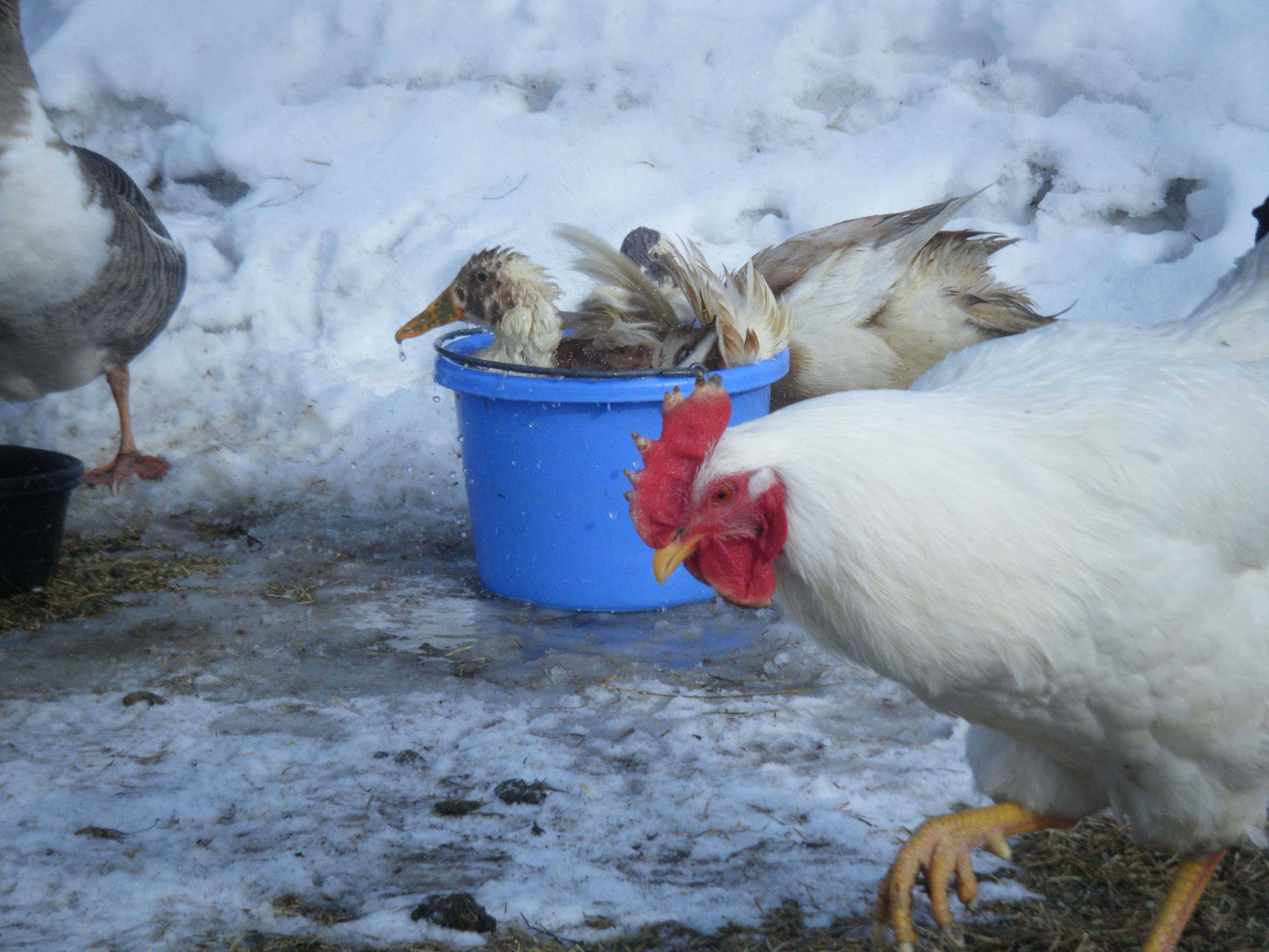 White Rock and Runner Ducks