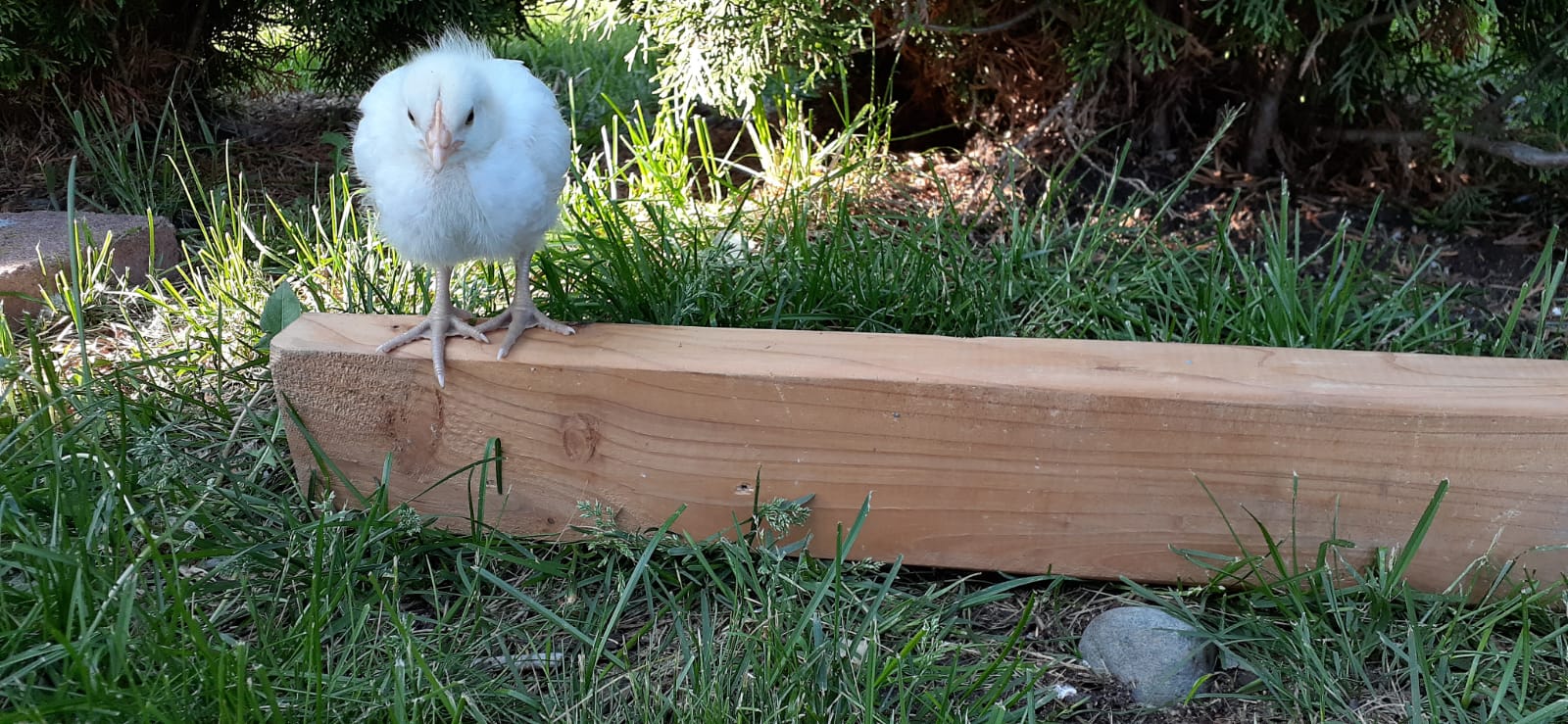 White rock? Cornish cross?