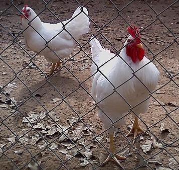 White Rock roo and hen