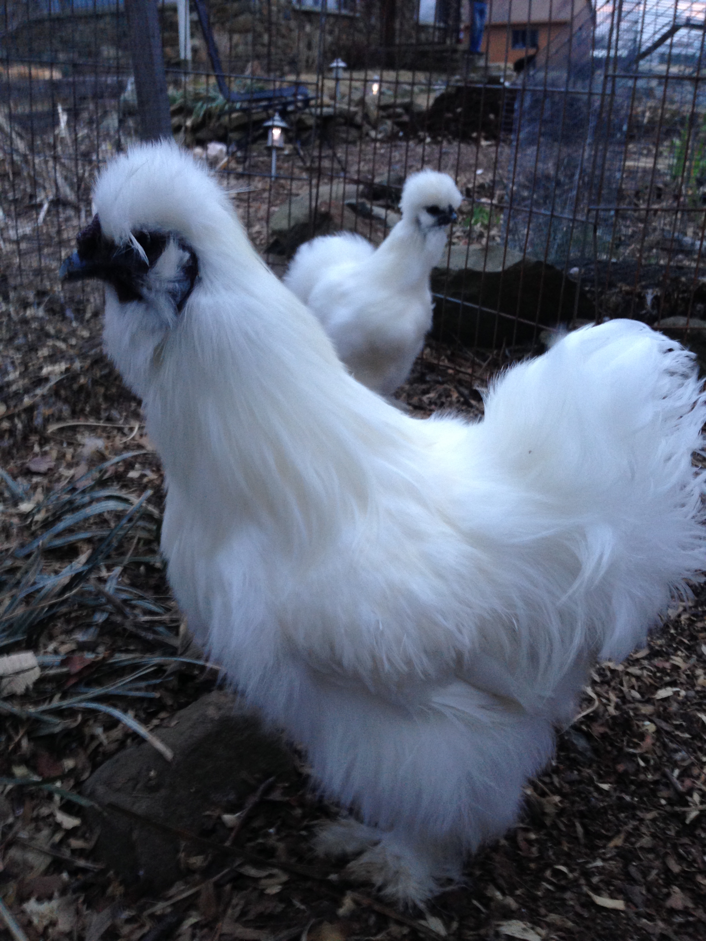 White Roo.