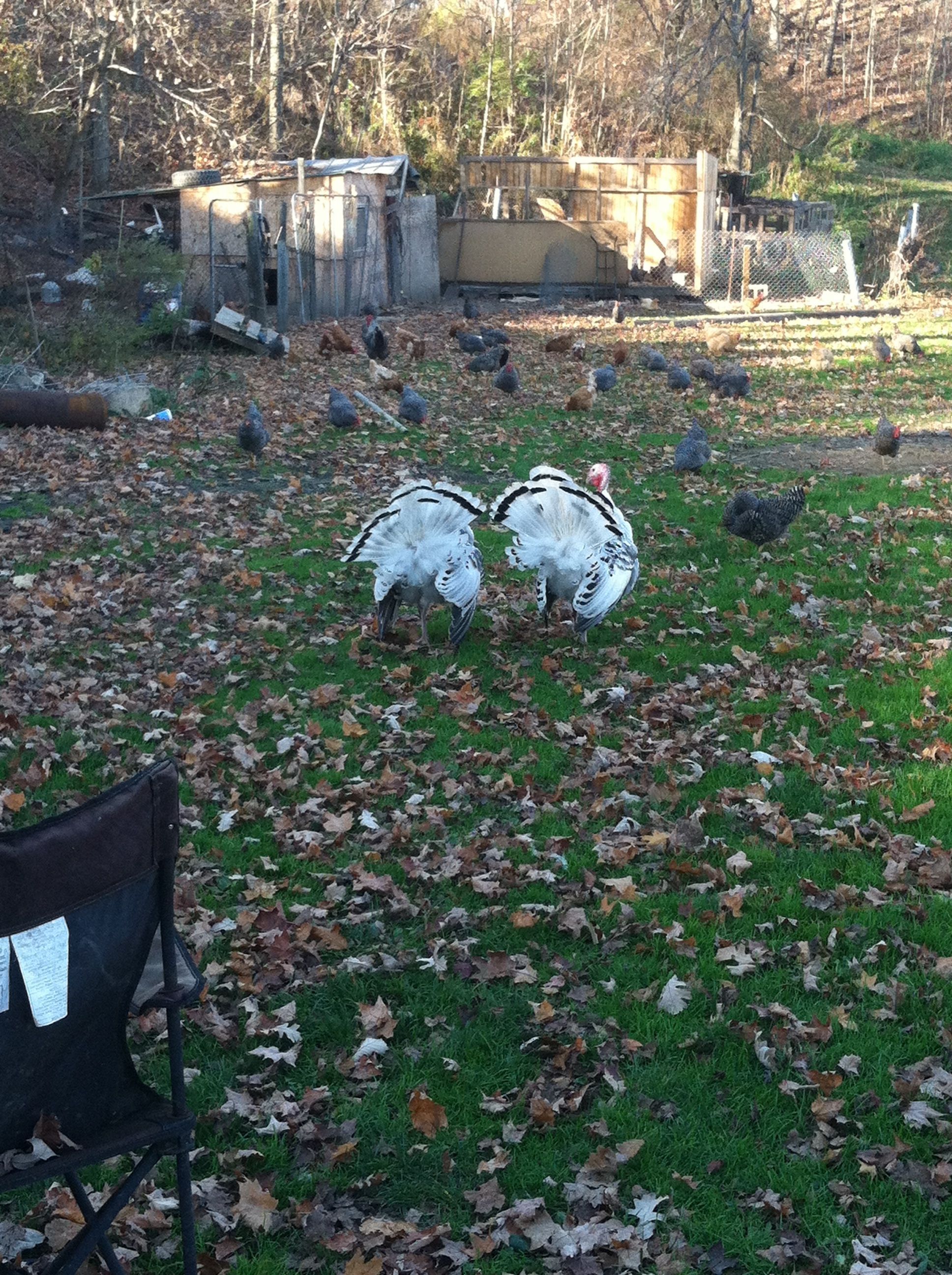White royal palm toms.