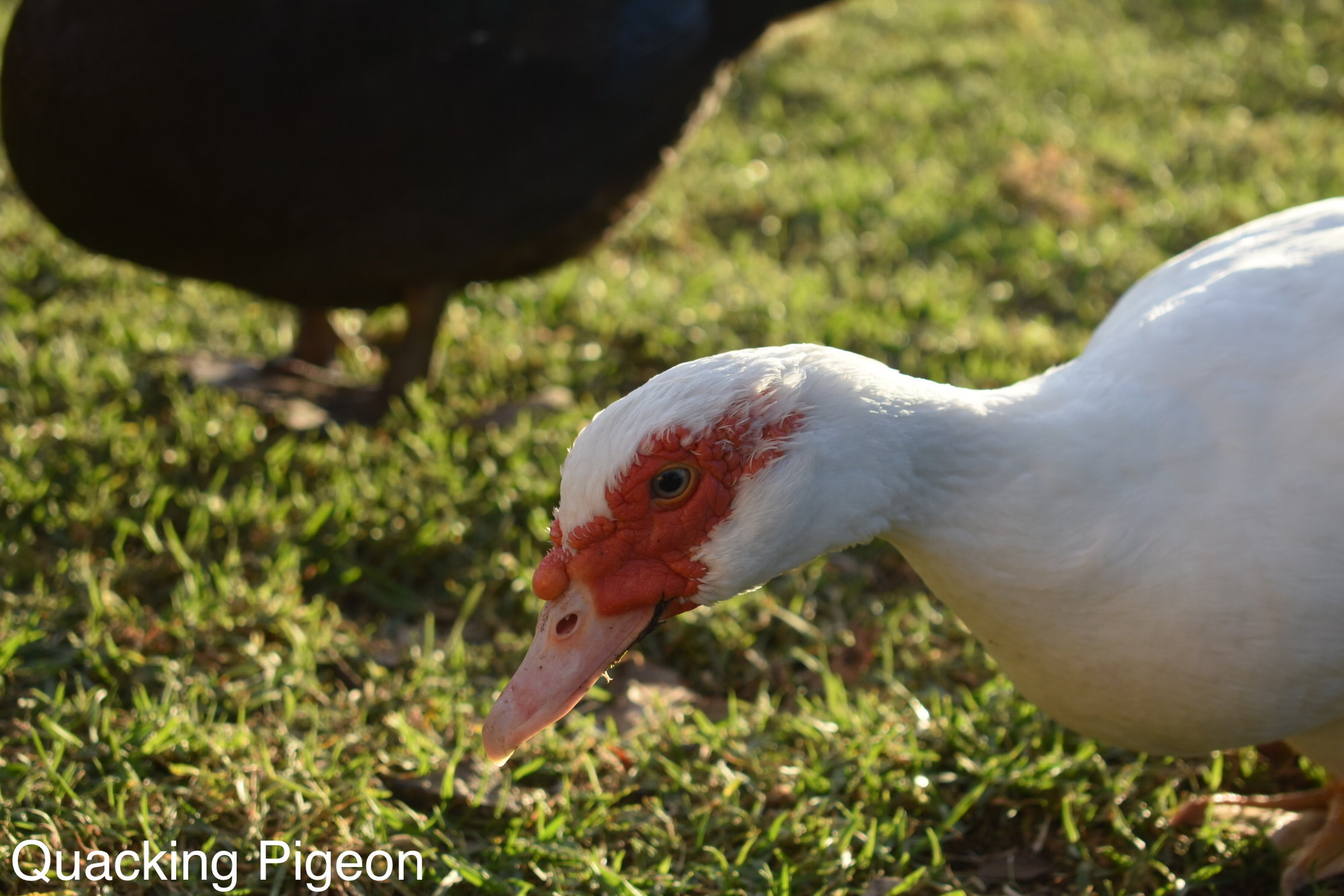 White scovy-duck