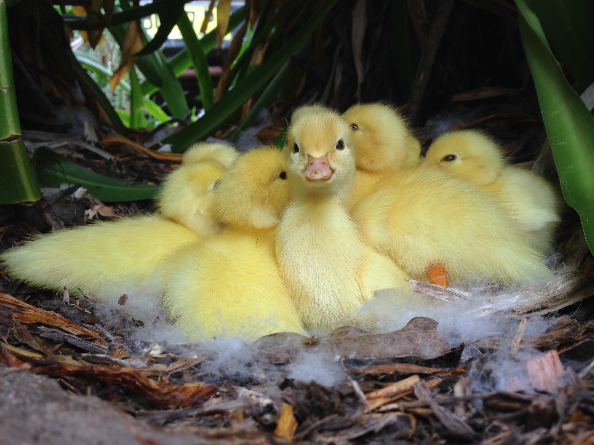 White scovy ducklings