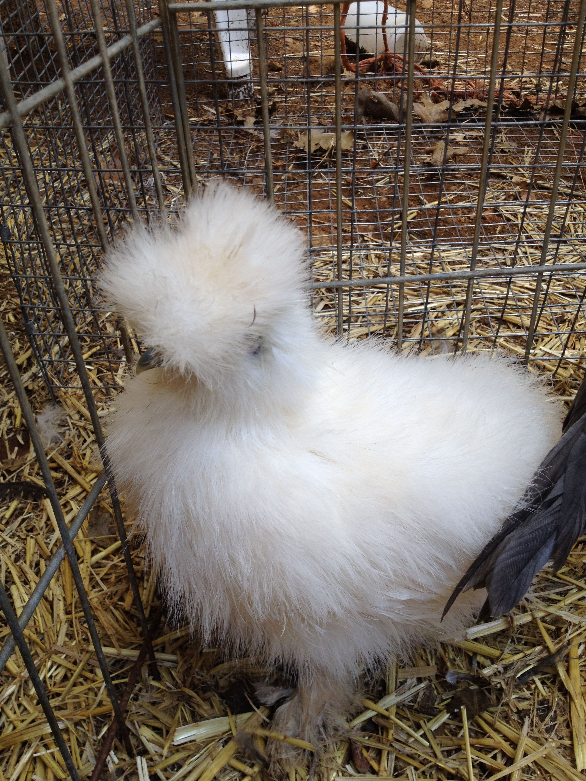 White Silkie 1