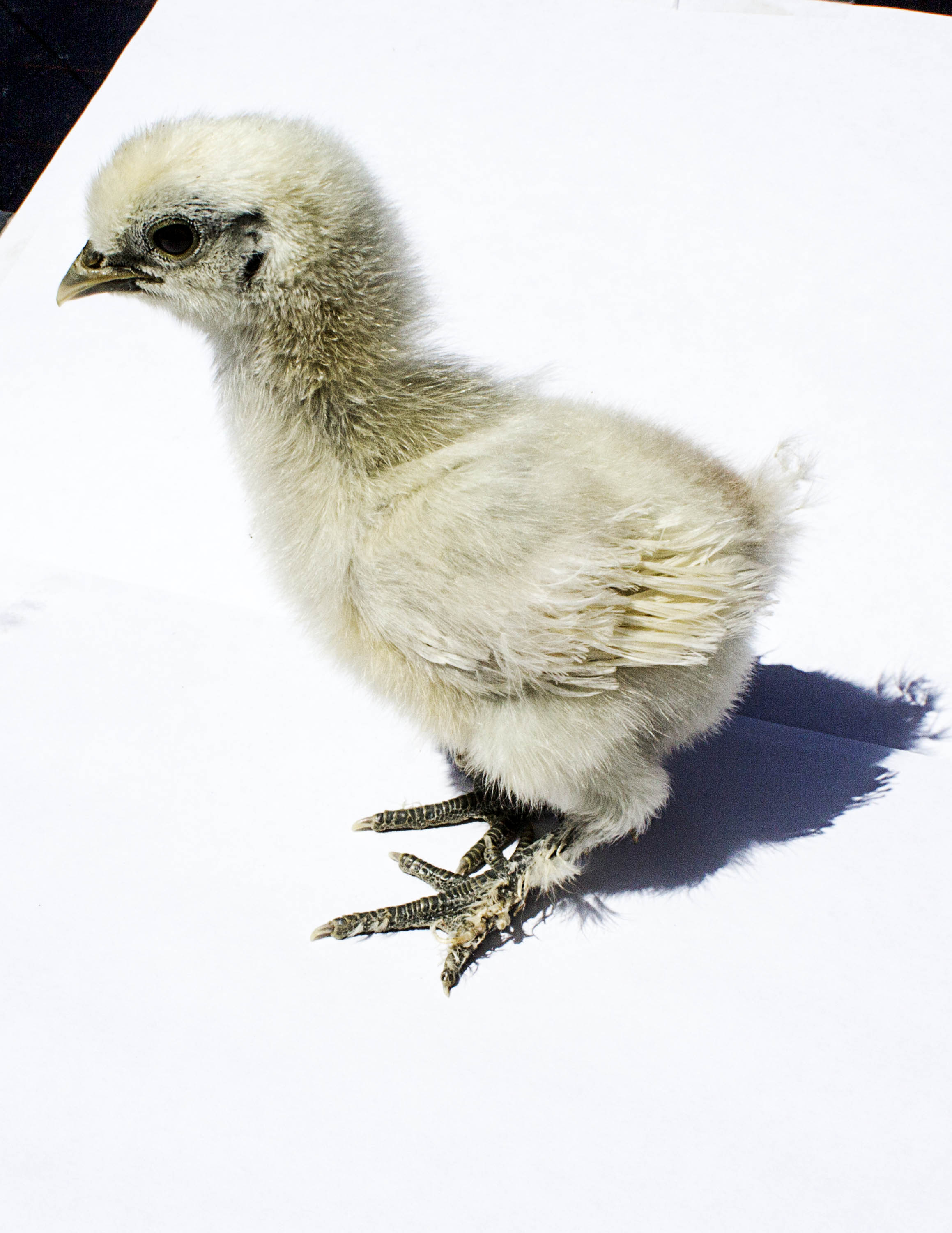 White Silkie 2 Hen