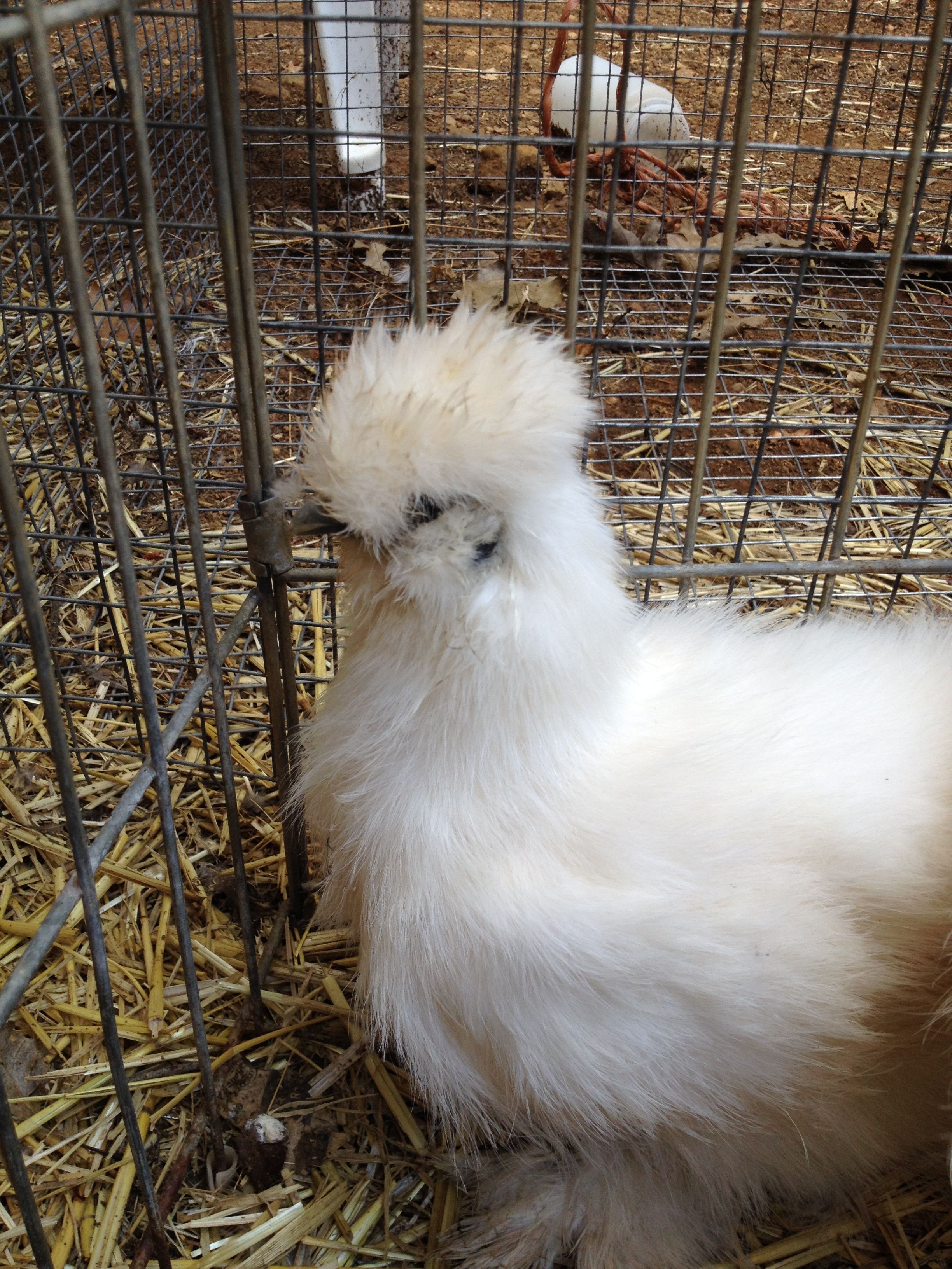 White Silkie 2