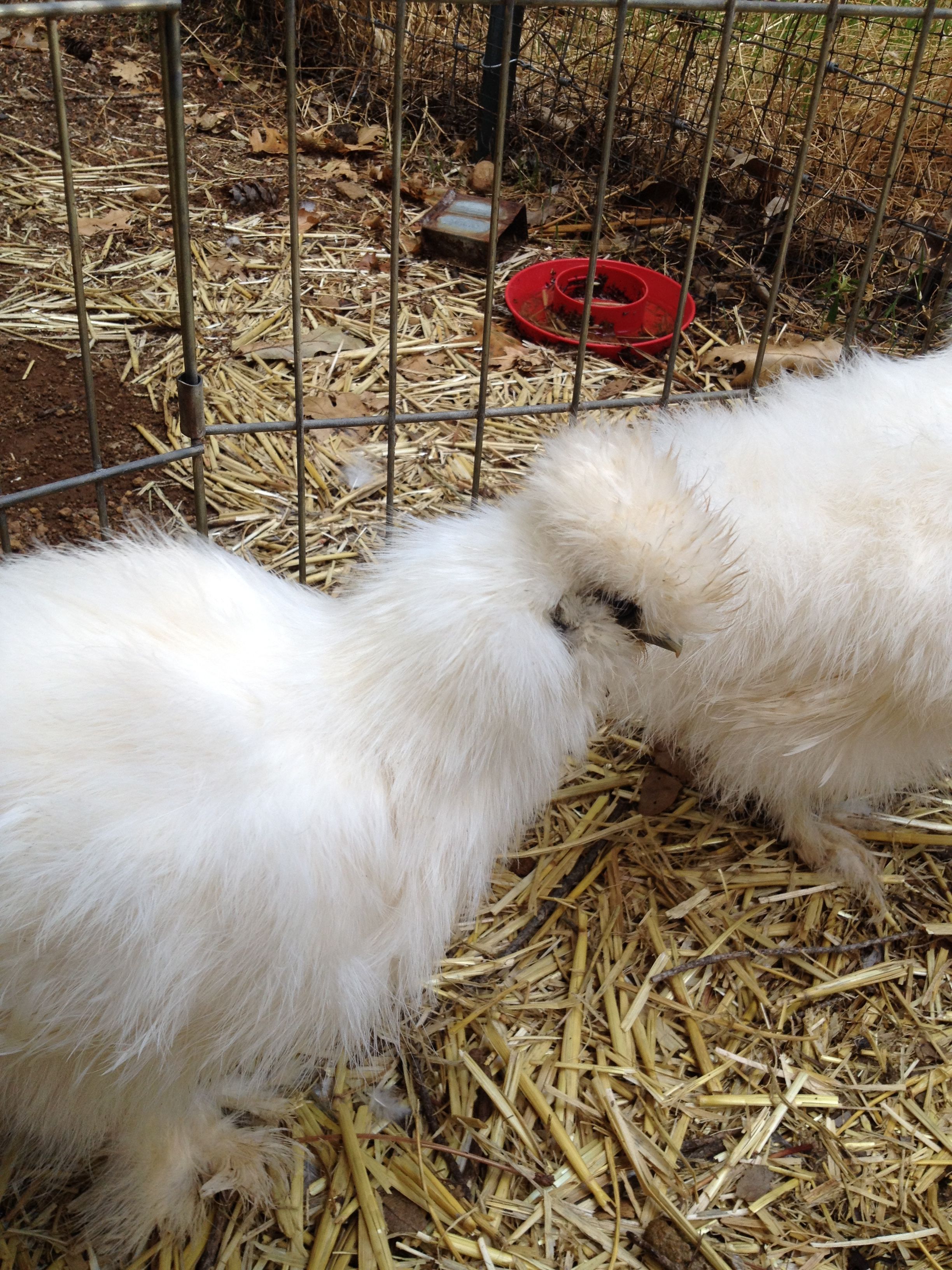 White Silkie 2