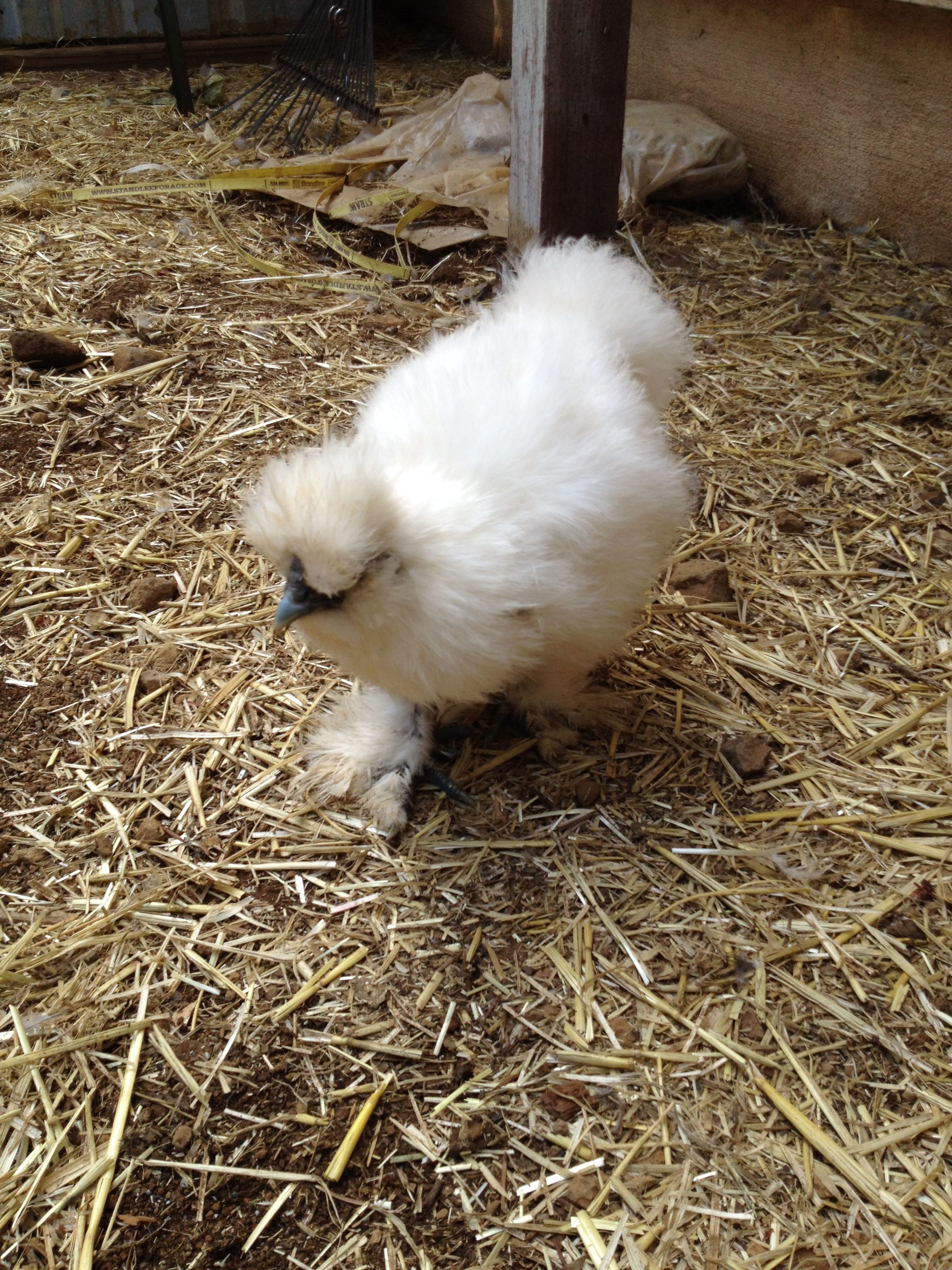 White Silkie 3