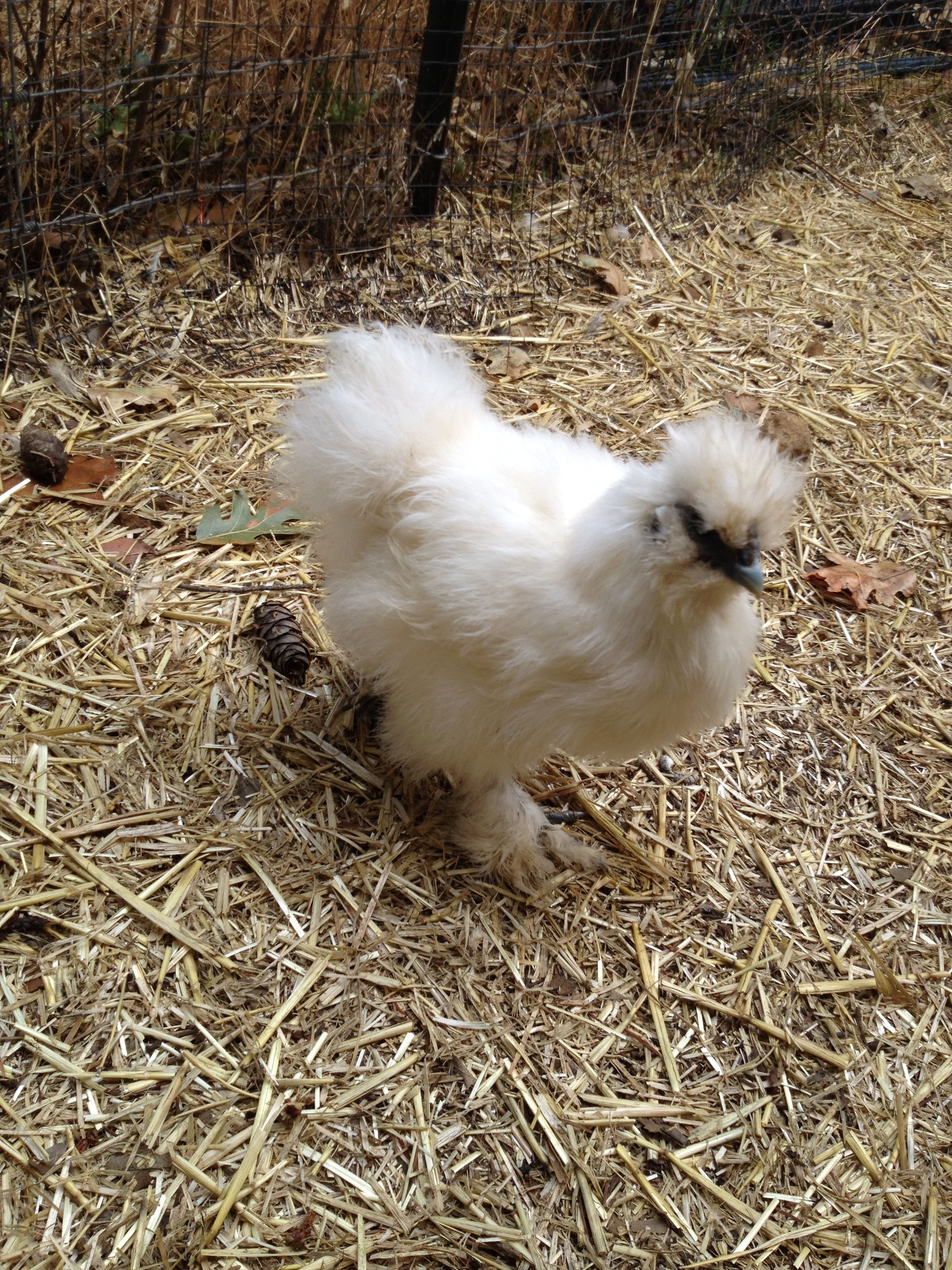 White Silkie 3