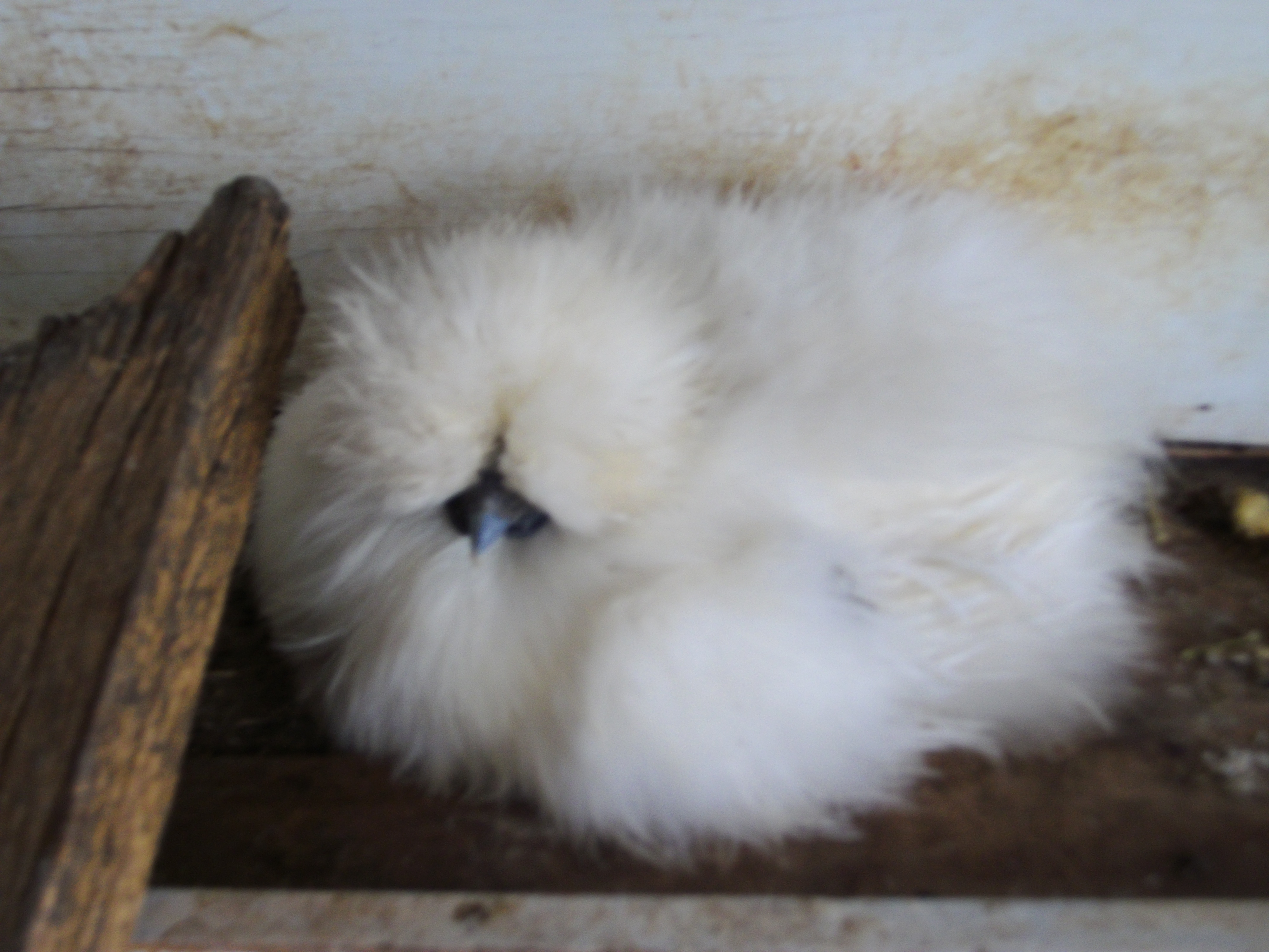 White Silkie alway's getting broody.