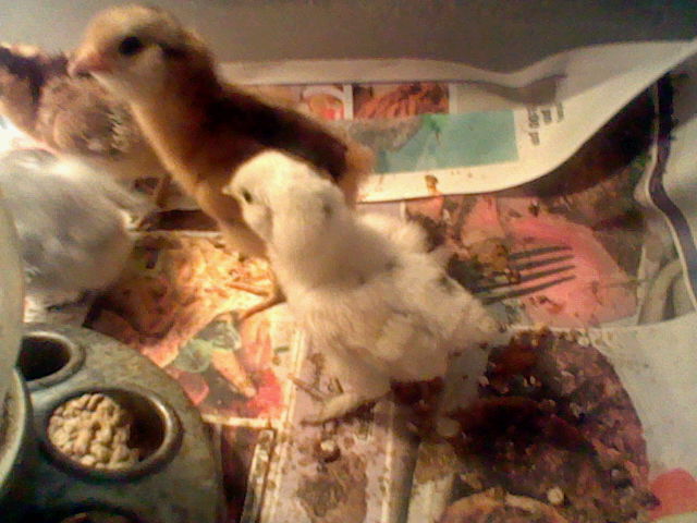 white silkie chick and RIR chick